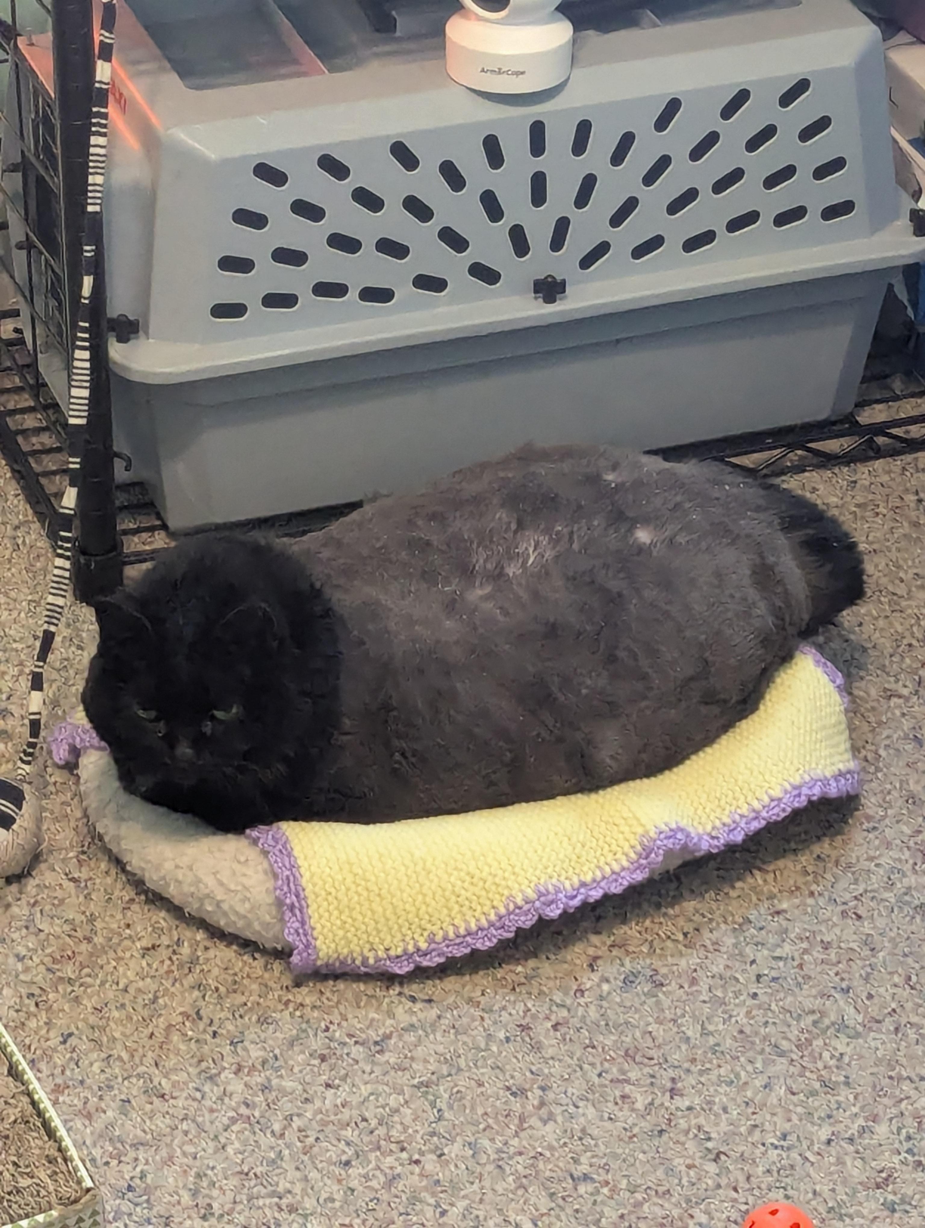 Magic, a Adoptable Domestic Short Hair in Kenosha, WI image 2/4