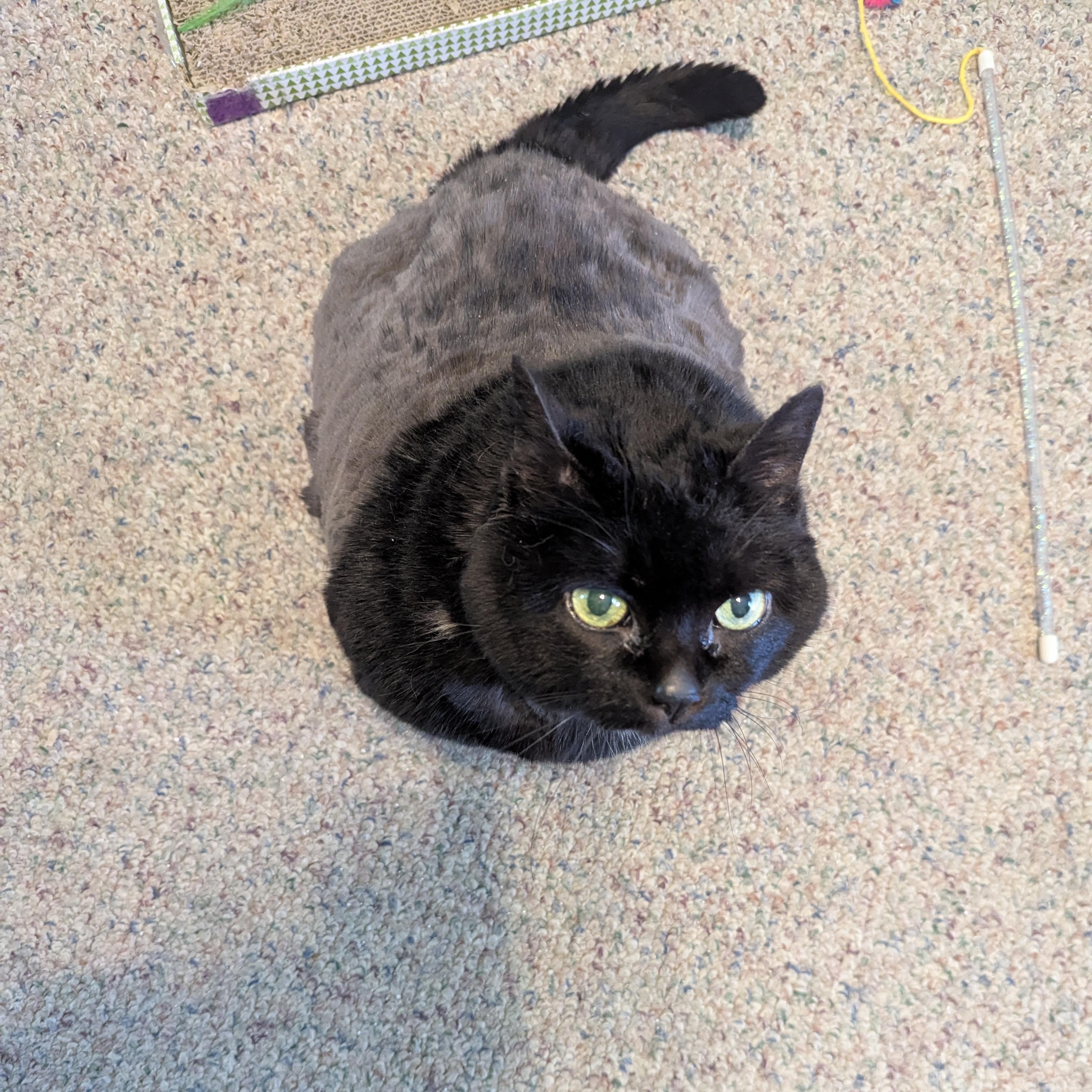 Magic, a Adoptable Domestic Short Hair in Kenosha, WI image 3/4