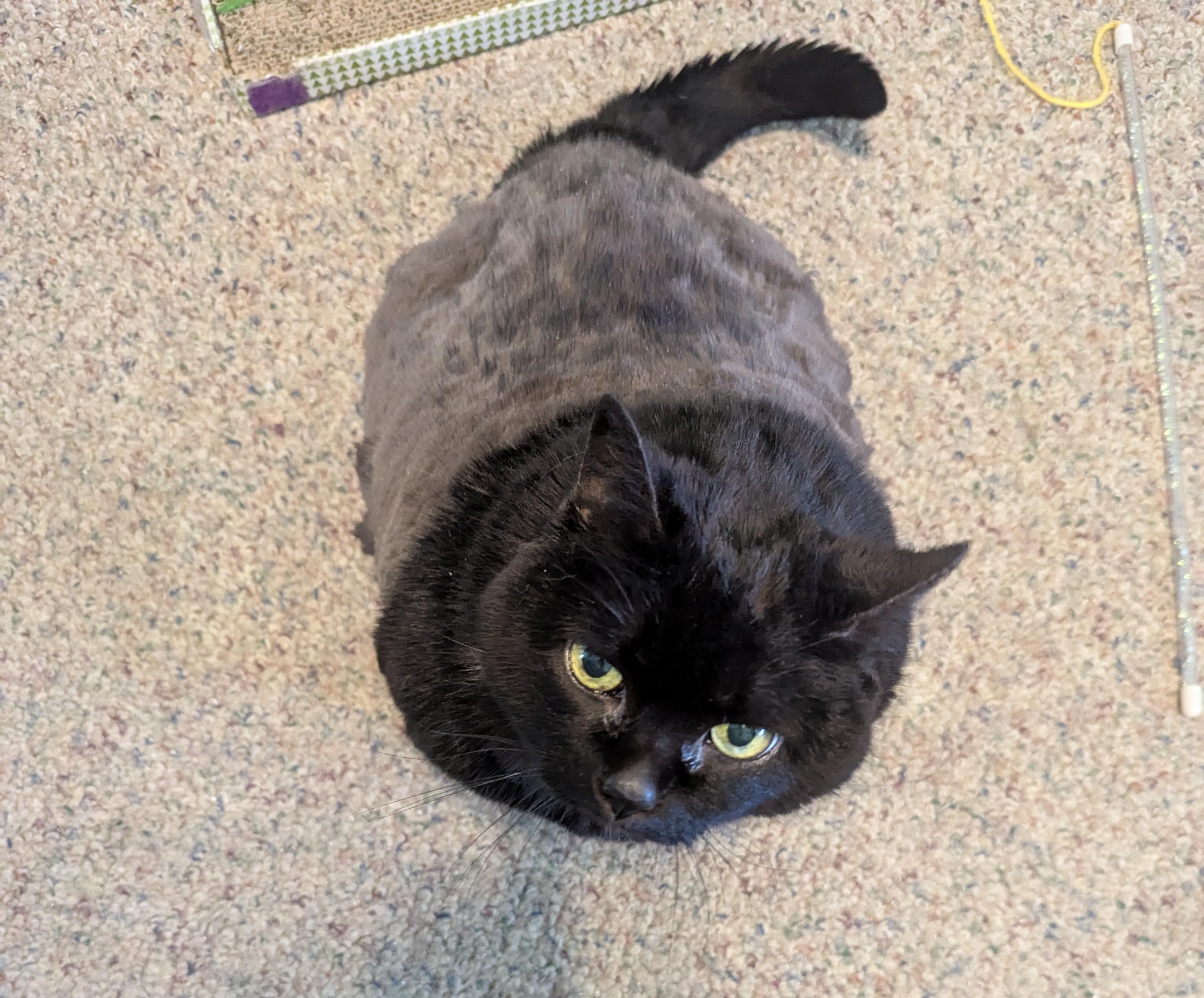 Magic, a Adoptable Domestic Short Hair in Kenosha, WI image 4/4