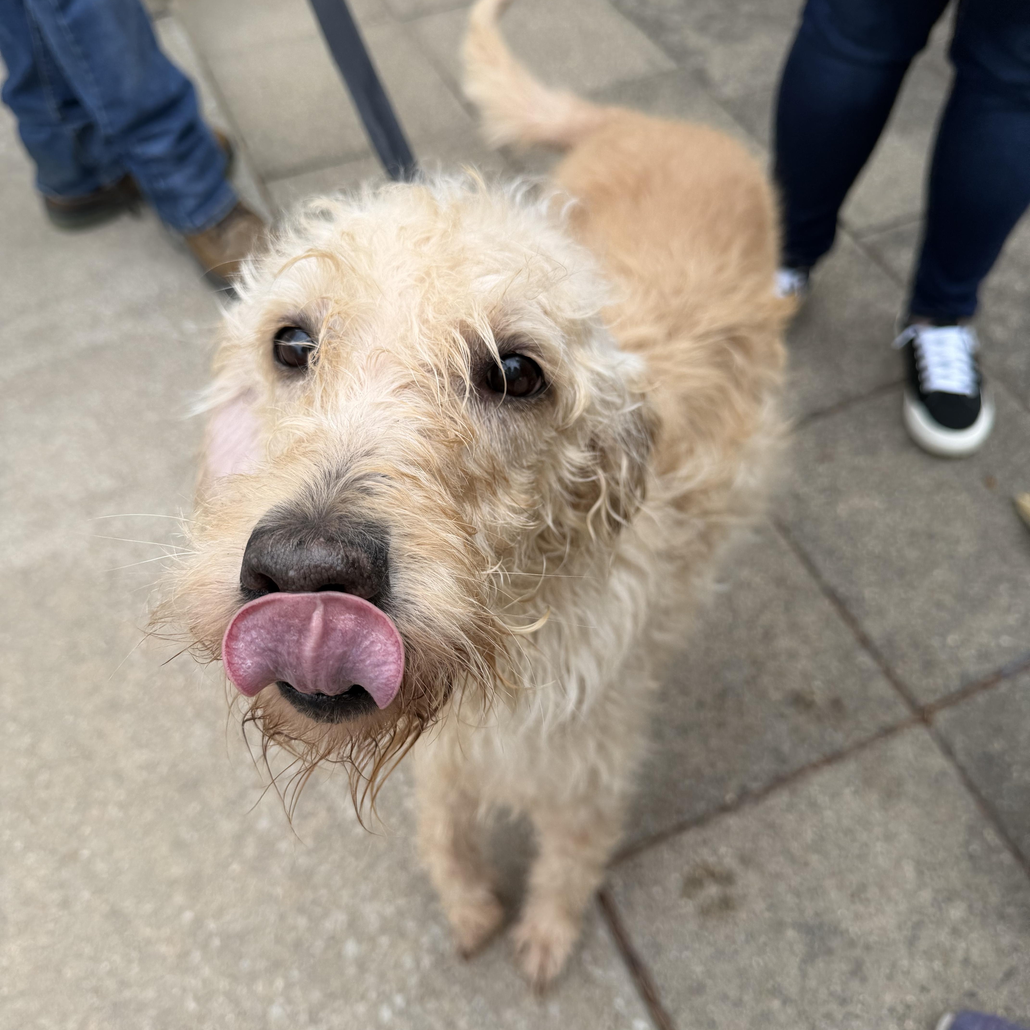 Enlarge Willow, a ADOPTABLE Goldendoodle in Bettendorf, IA image 4/4
