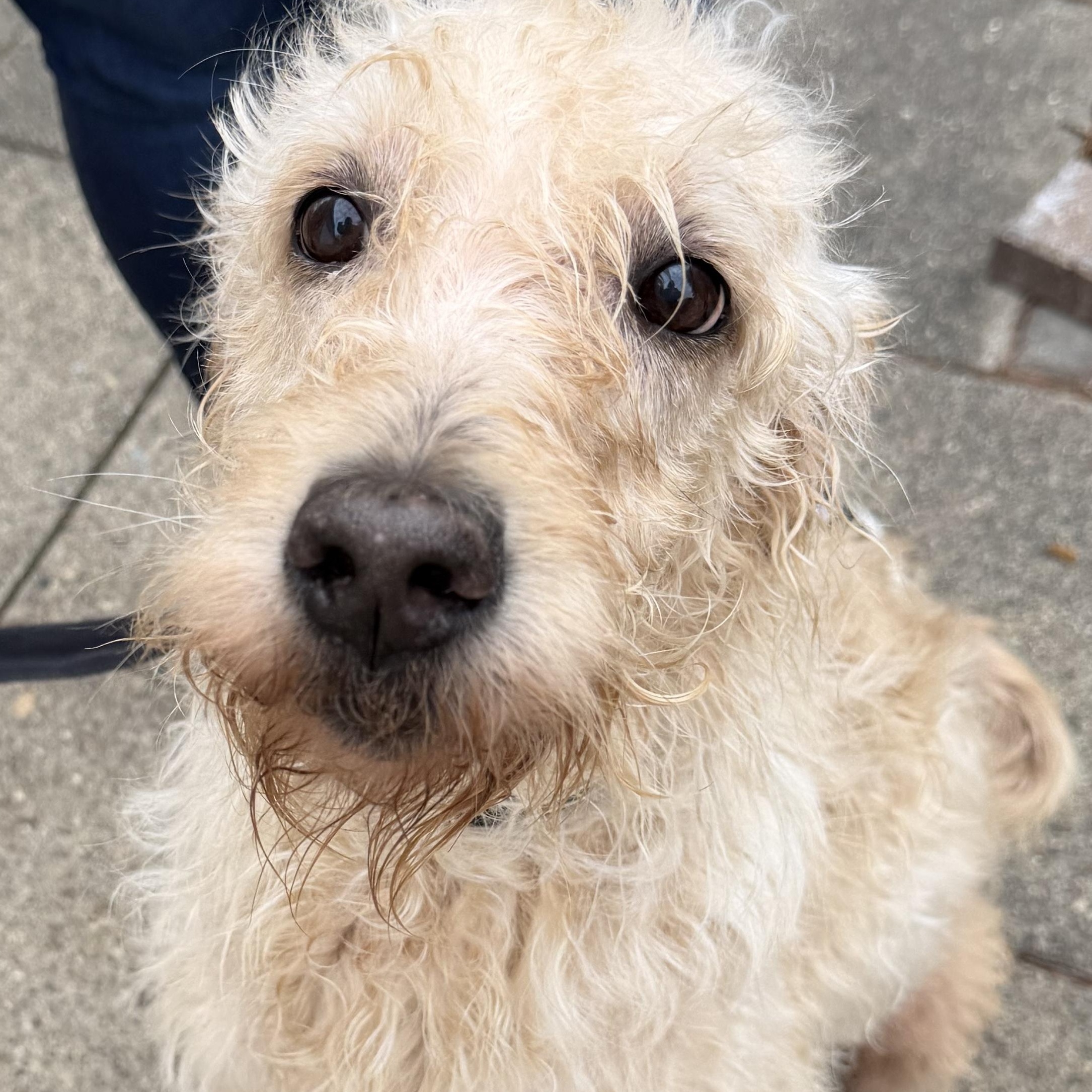 Enlarge Willow, a ADOPTABLE Goldendoodle in Bettendorf, IA image 3/4