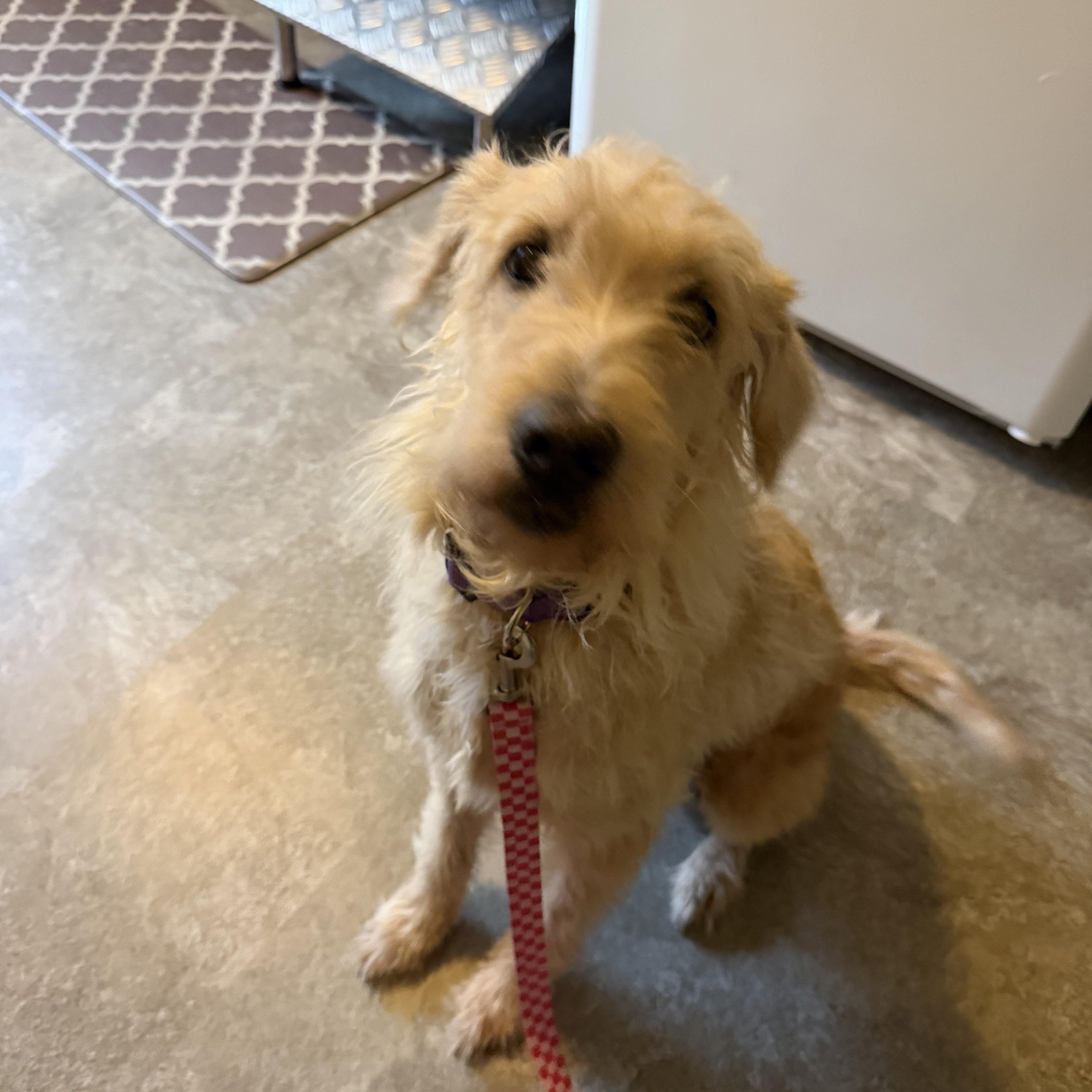 Enlarge Willow, a ADOPTABLE Goldendoodle in Bettendorf, IA image 1/4