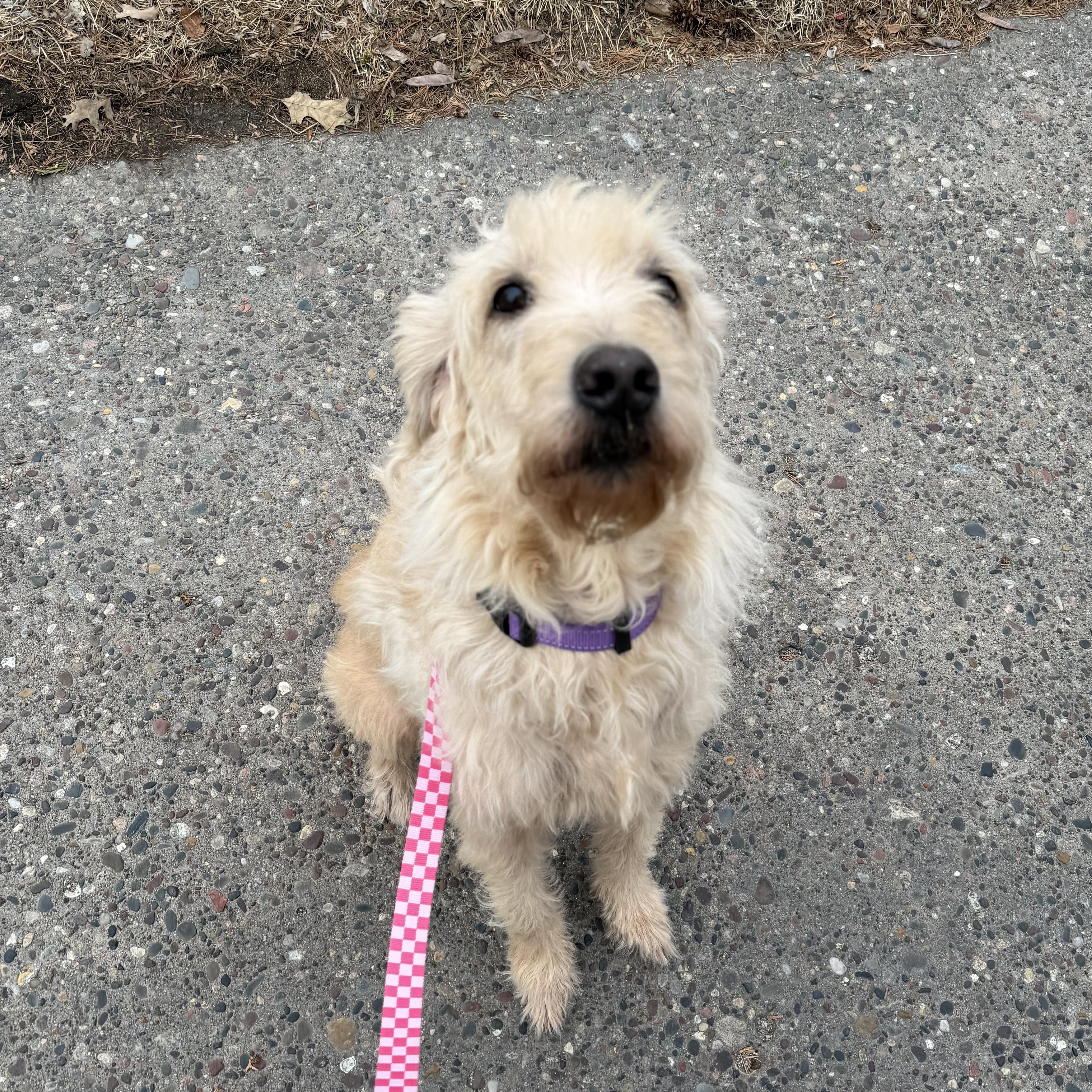 Enlarge Willow, a ADOPTABLE Goldendoodle in Bettendorf, IA image 2/4
