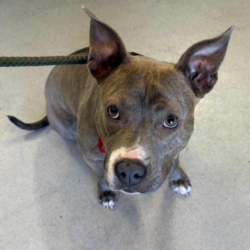 TaterTot - 052915U, Adoptable, Young Female Terrier & Mixed Breed.