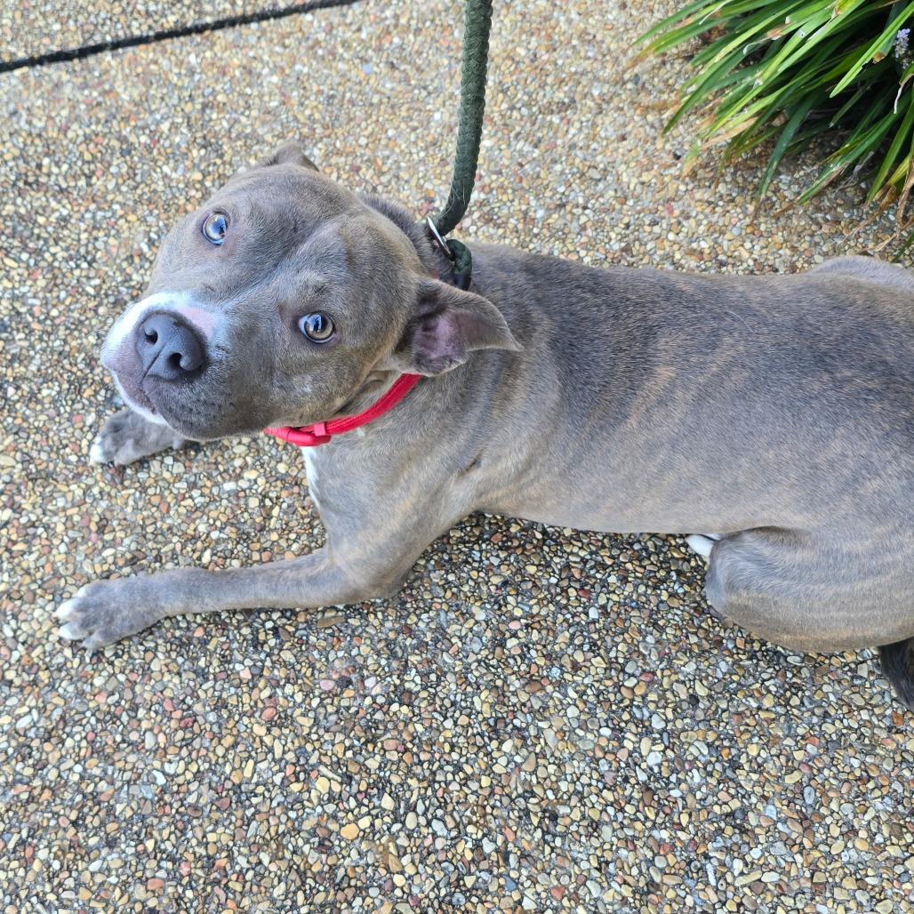 Enlarge TaterTot - 052915U, a Adoptable mixed breed in Tupelo, MS image 2/4