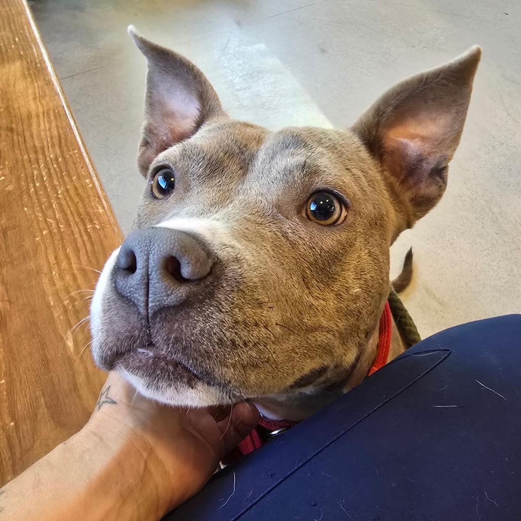Enlarge TaterTot - 052915U, a Adoptable mixed breed in Tupelo, MS image 3/4