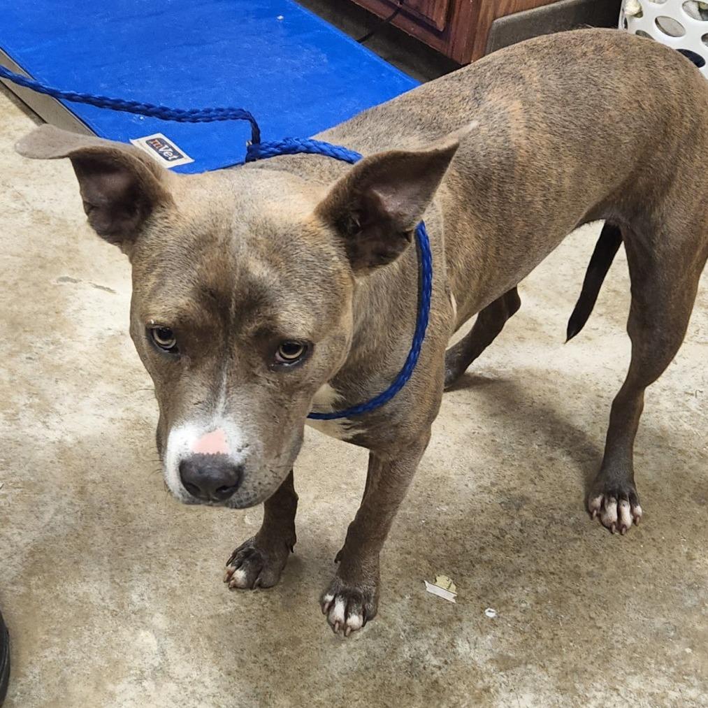 Enlarge TaterTot - 052915U, a Adoptable mixed breed in Tupelo, MS image 4/4