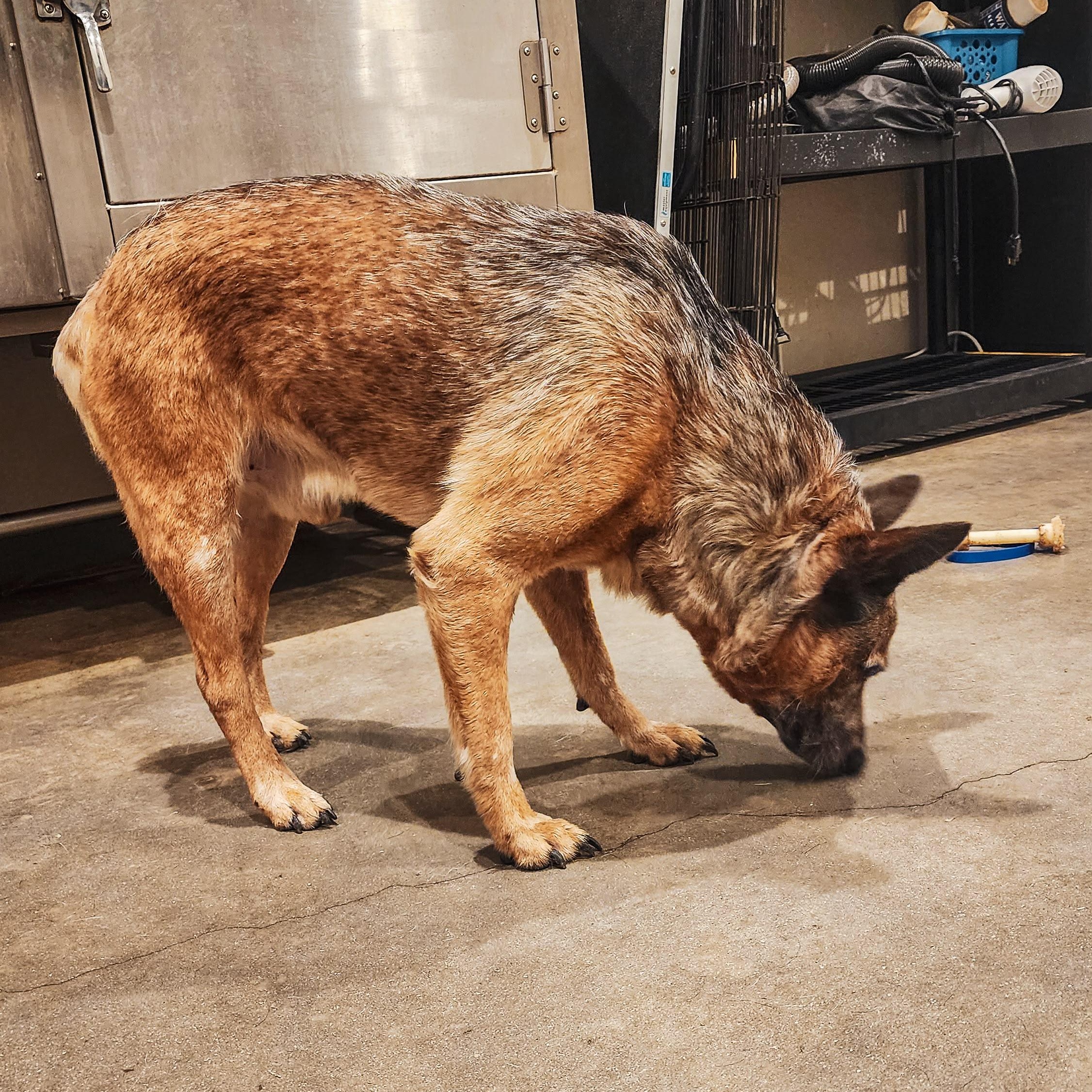 Enlarge Hank, an adopted Australian Cattle Dog / Blue Heeler in Marble Falls, TX image 2/2