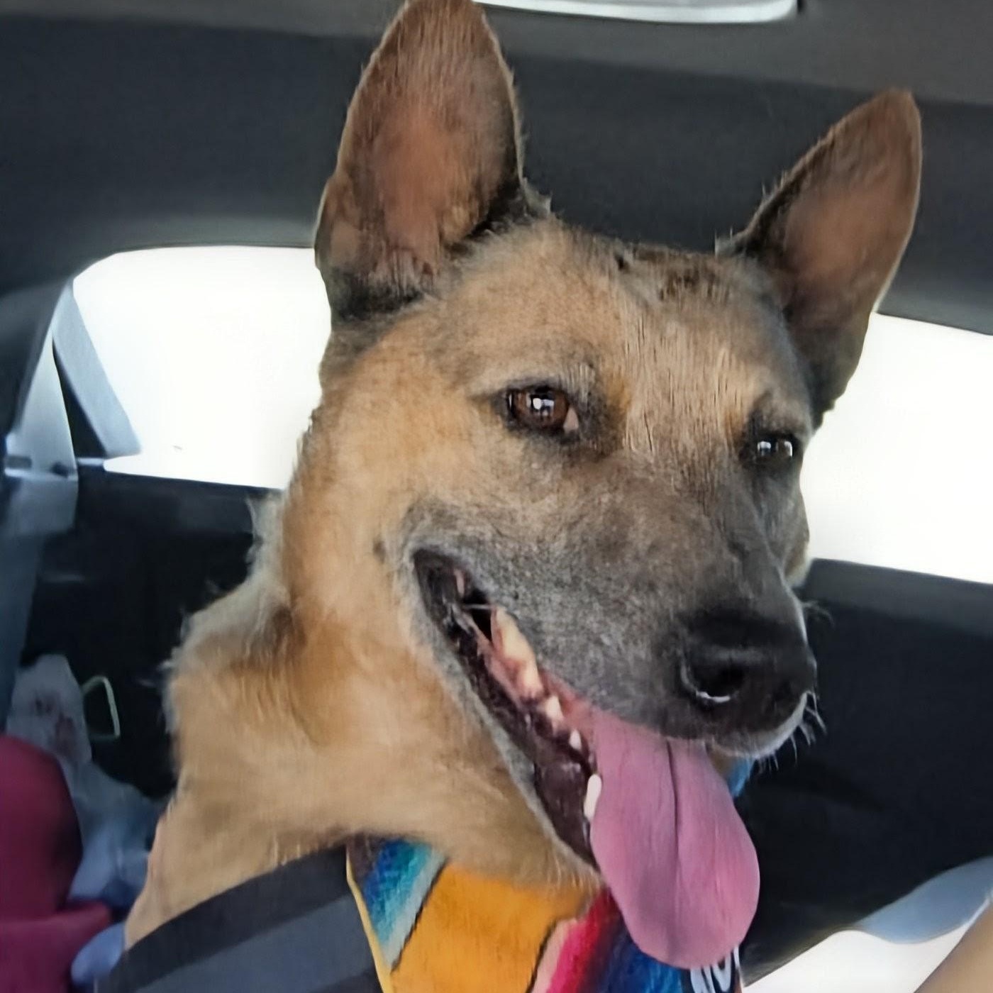 Hank, adopted, Adult Male Australian Cattle Dog / Blue Heeler.