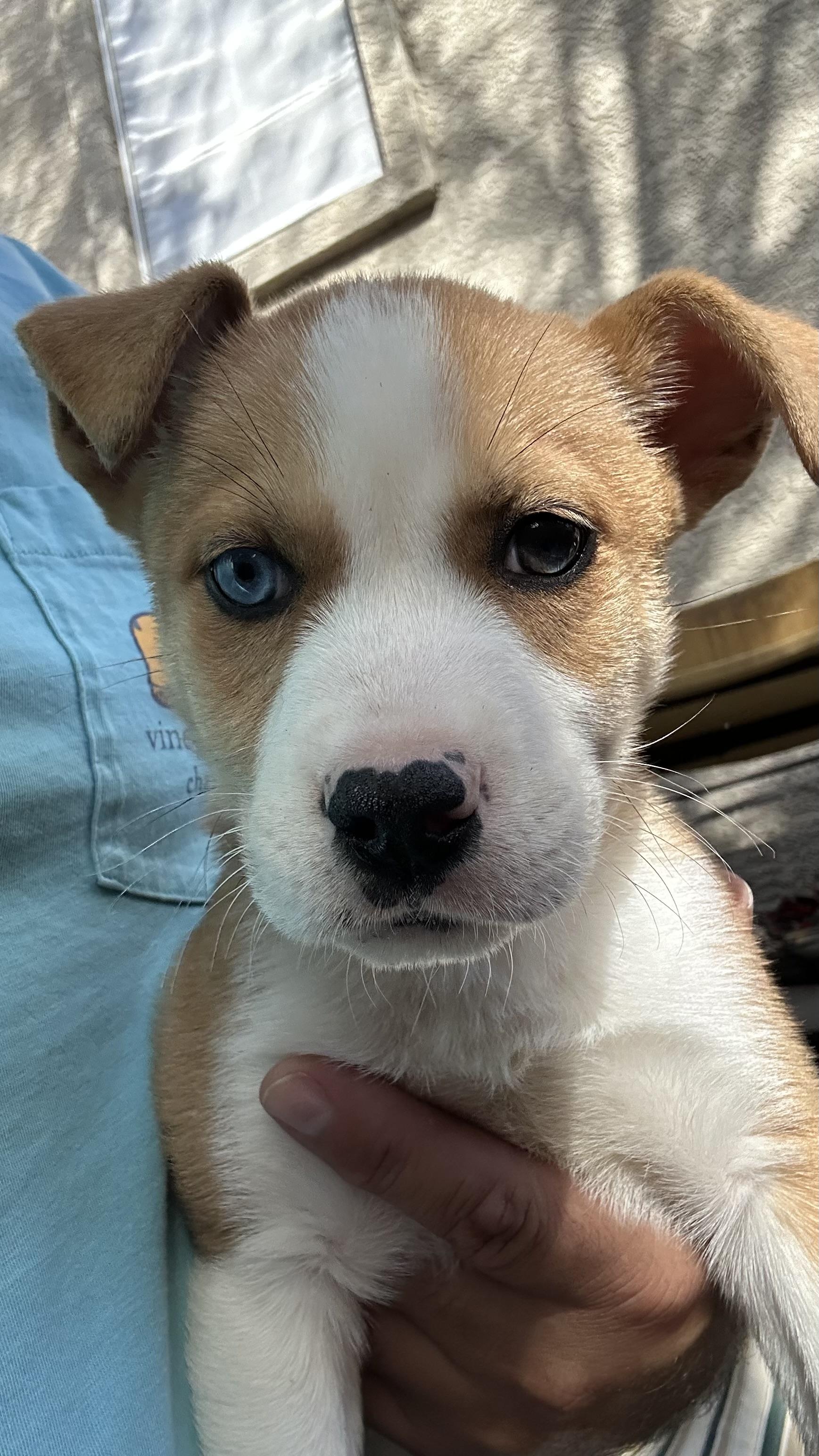 Enlarge Winston, a ADOPTABLE mixed breed in Scottsdale, AZ image 3/4