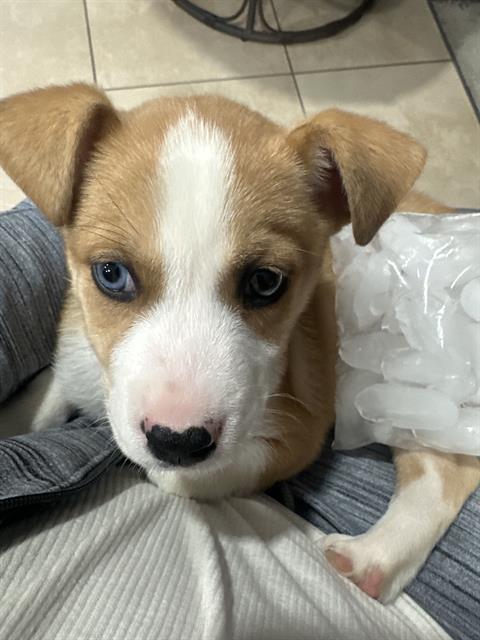 Enlarge Winston, a ADOPTABLE mixed breed in Scottsdale, AZ image 2/4