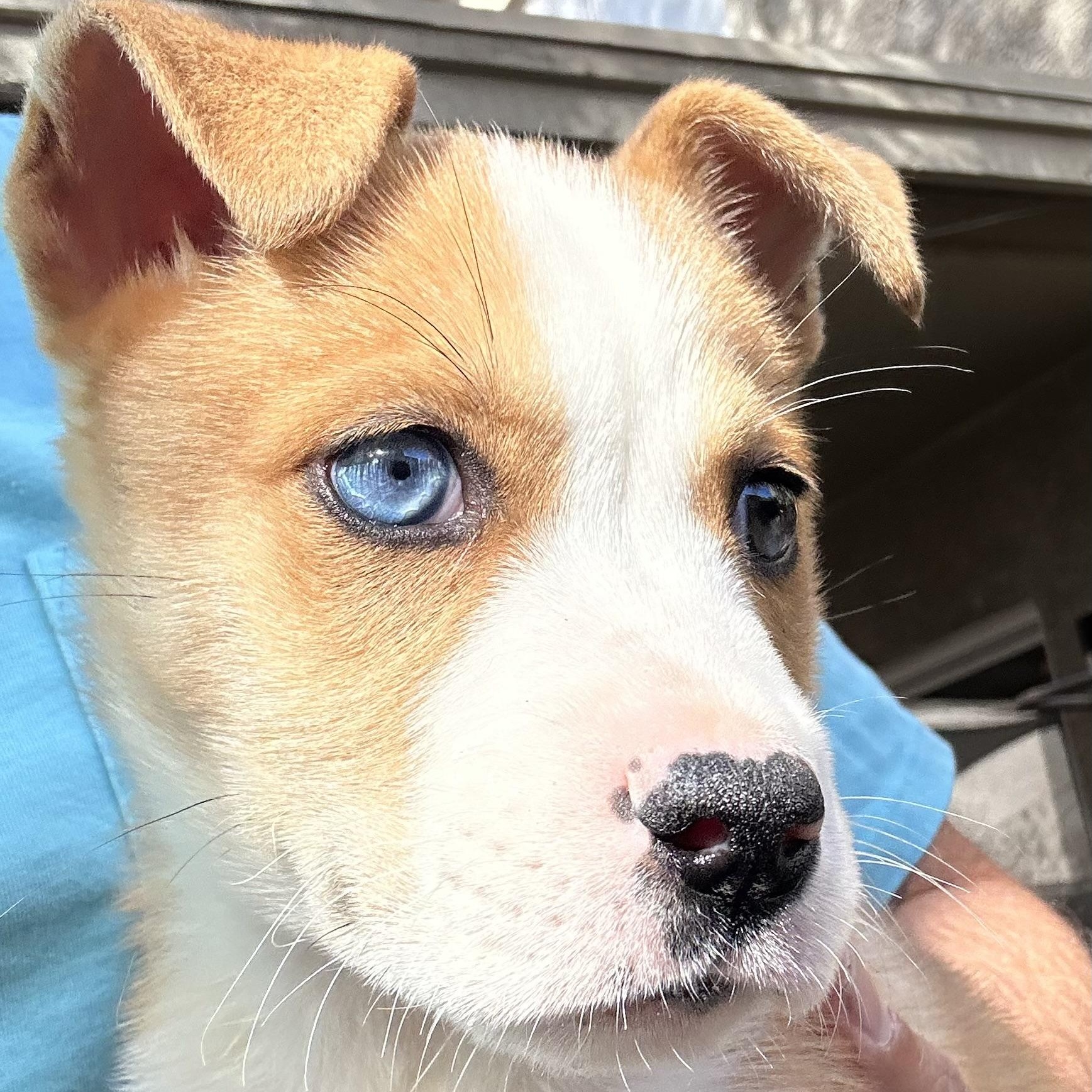 Enlarge Winston, a ADOPTABLE mixed breed in Scottsdale, AZ image 1/4