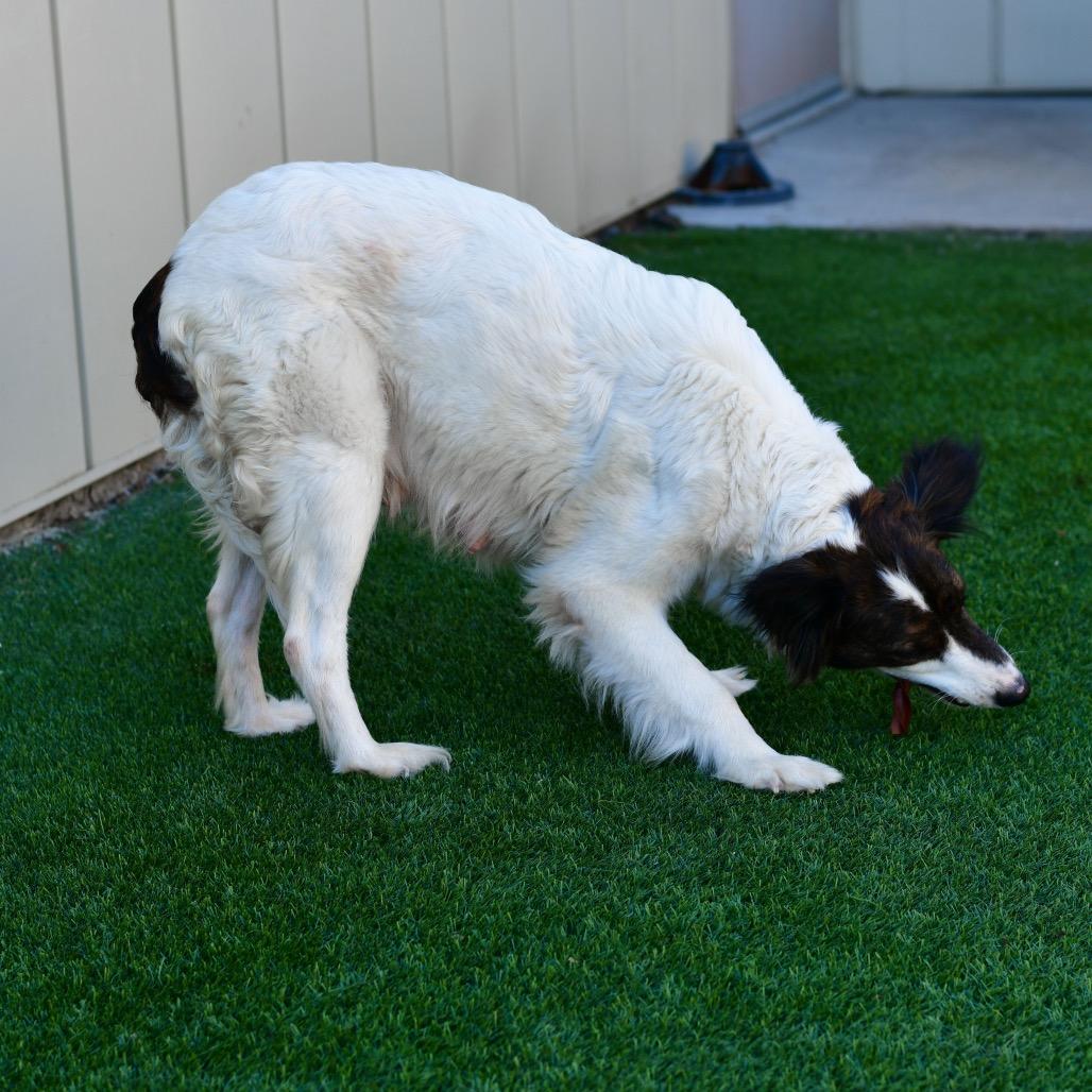 Anara, Adoptable, Adult Female Border Collie & Mixed Breed.