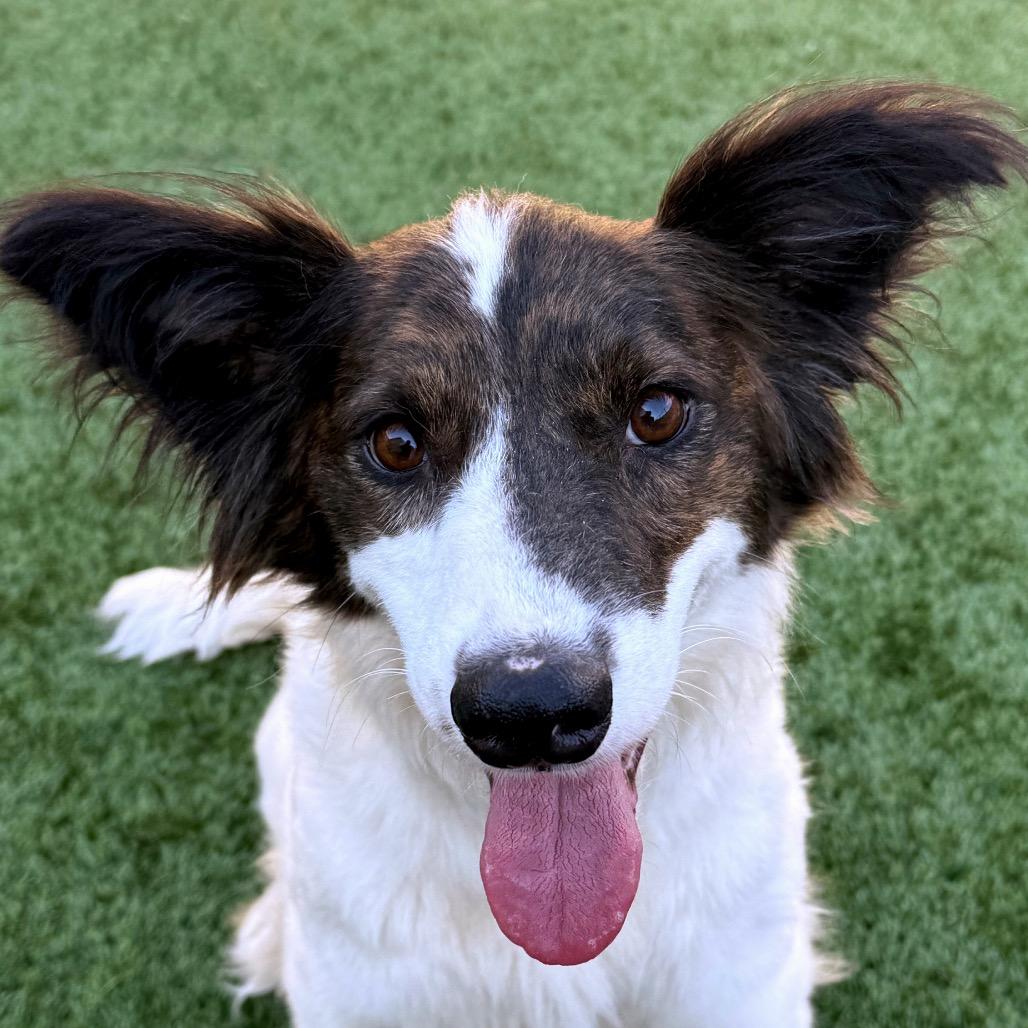 Enlarge Anara, a Adoptable mixed breed in Ottawa, KS image 2/2