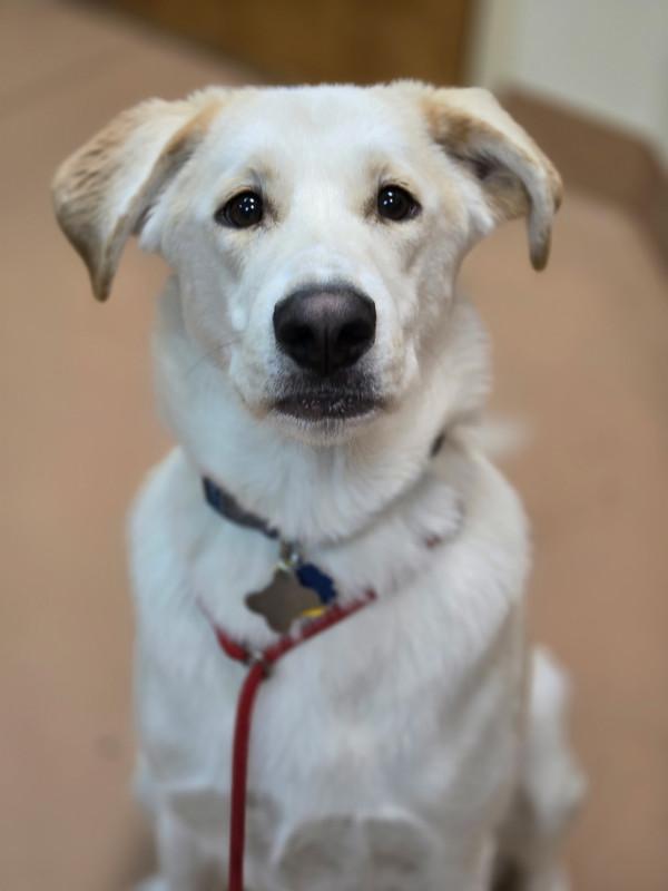 Enlarge Cal, a Adoptable mixed breed in Kennewick, WA image 1/1