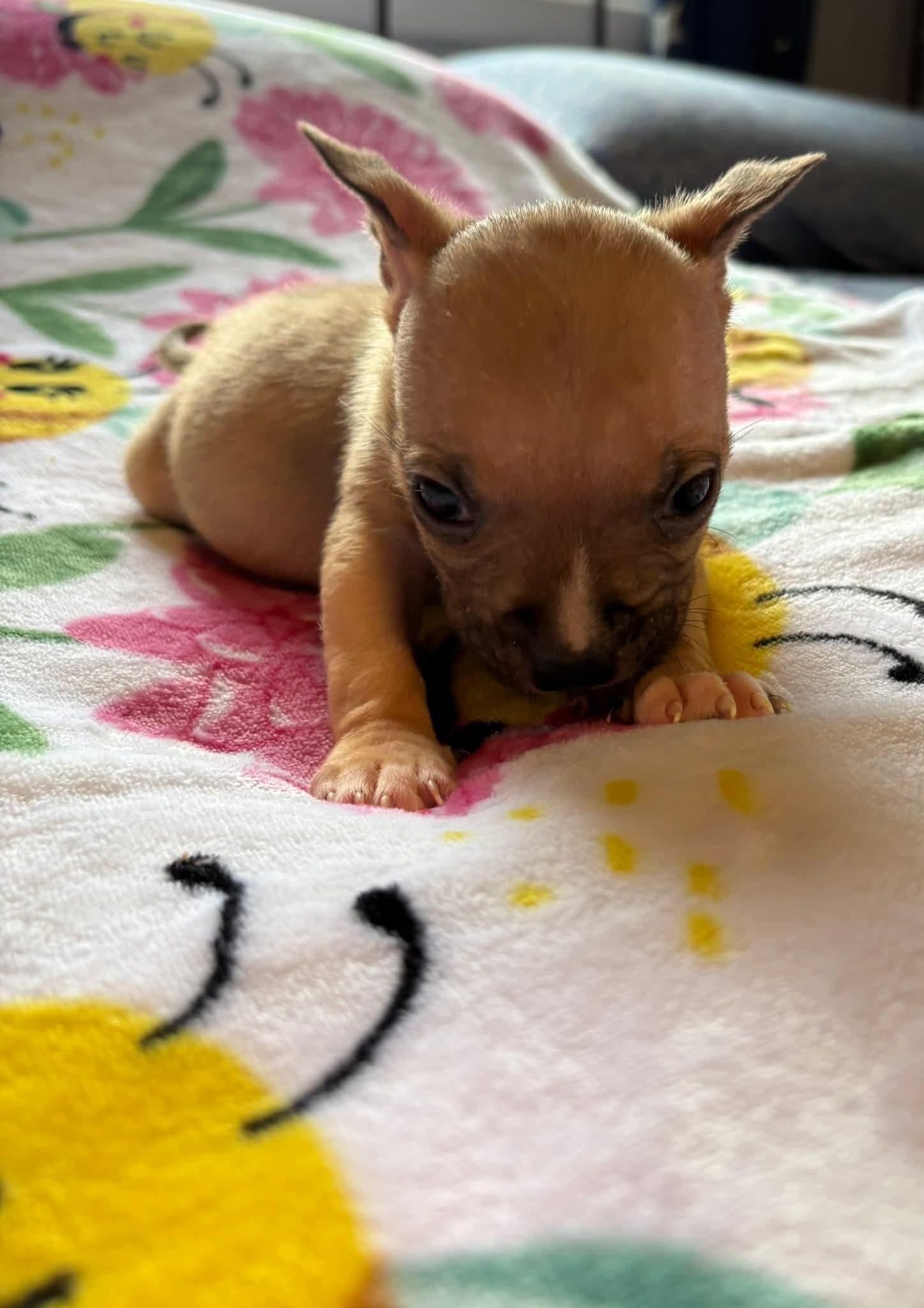 Enlarge PENELOBEE. tinycauseadopt@gmail.com, a Adoptable mixed breed in Vandergrift, PA image 1/1