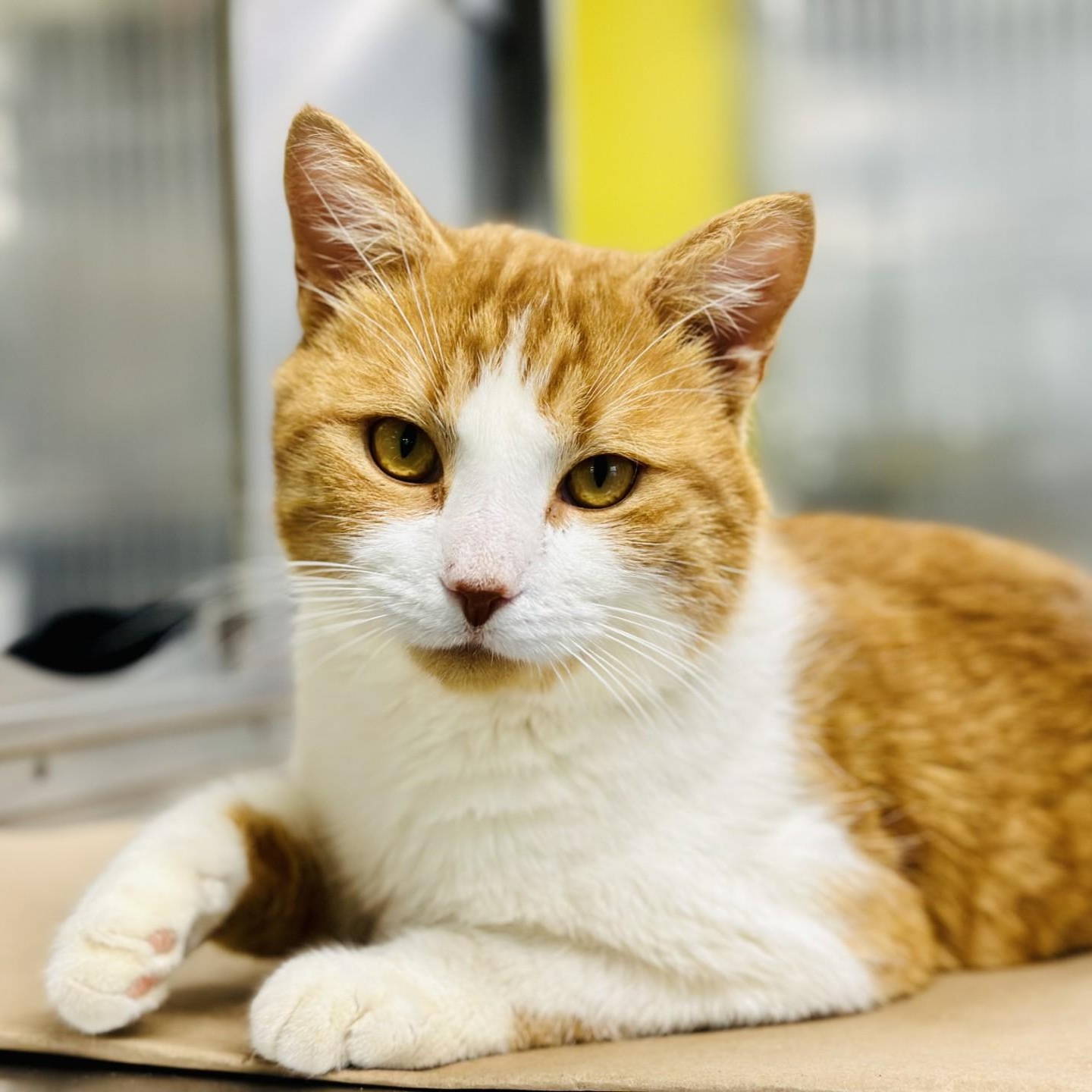 Truffle Shuffle thumbnail 3