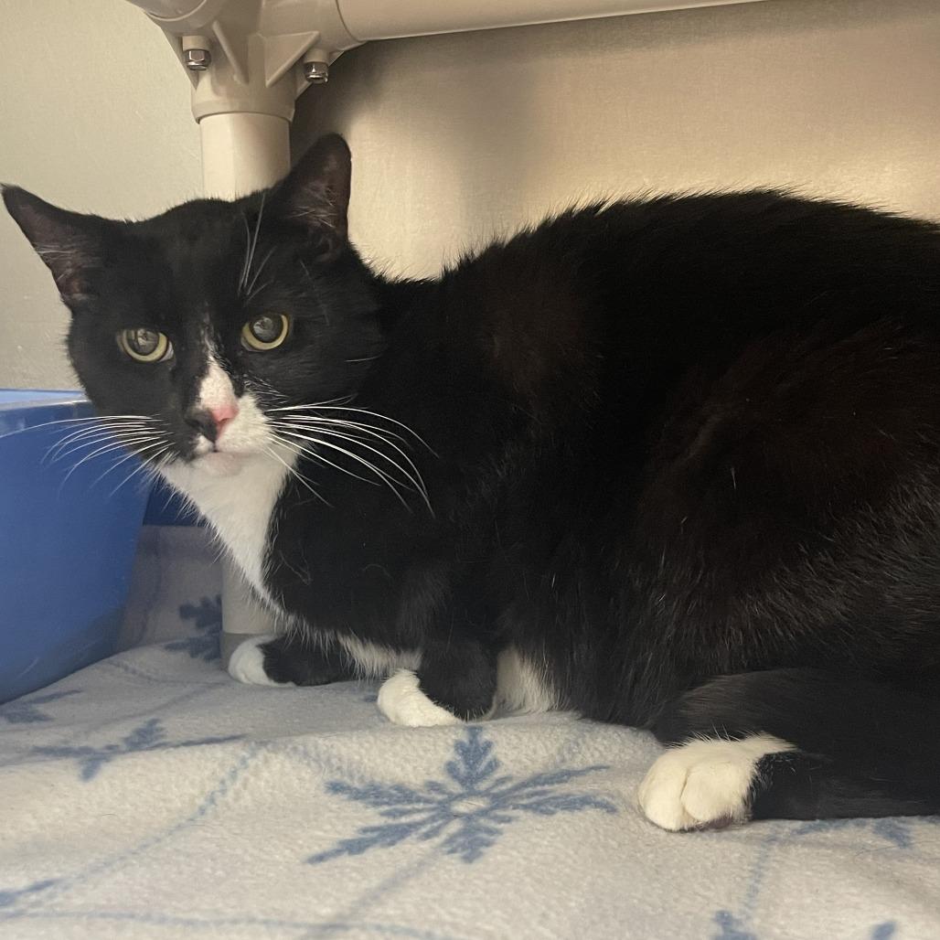 Enlarge Bubba, a Adoptable Domestic Short Hair in Perkiomenville, PA image 1/1