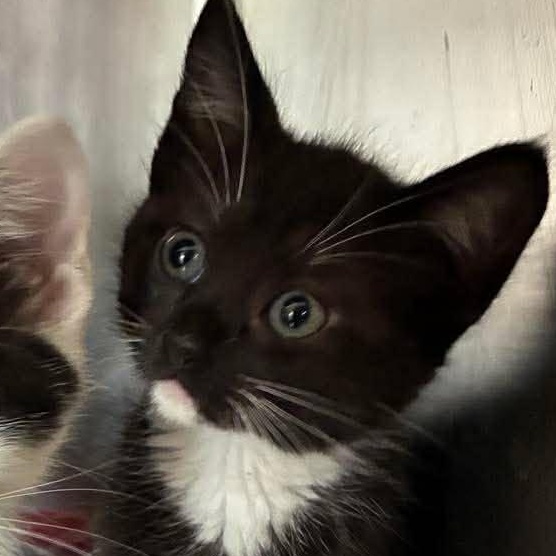 Mittens, a Adoptable mixed breed in Petersburg, IL image 1/6