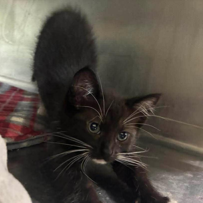 Mittens, a Adoptable mixed breed in Petersburg, IL image 3/6