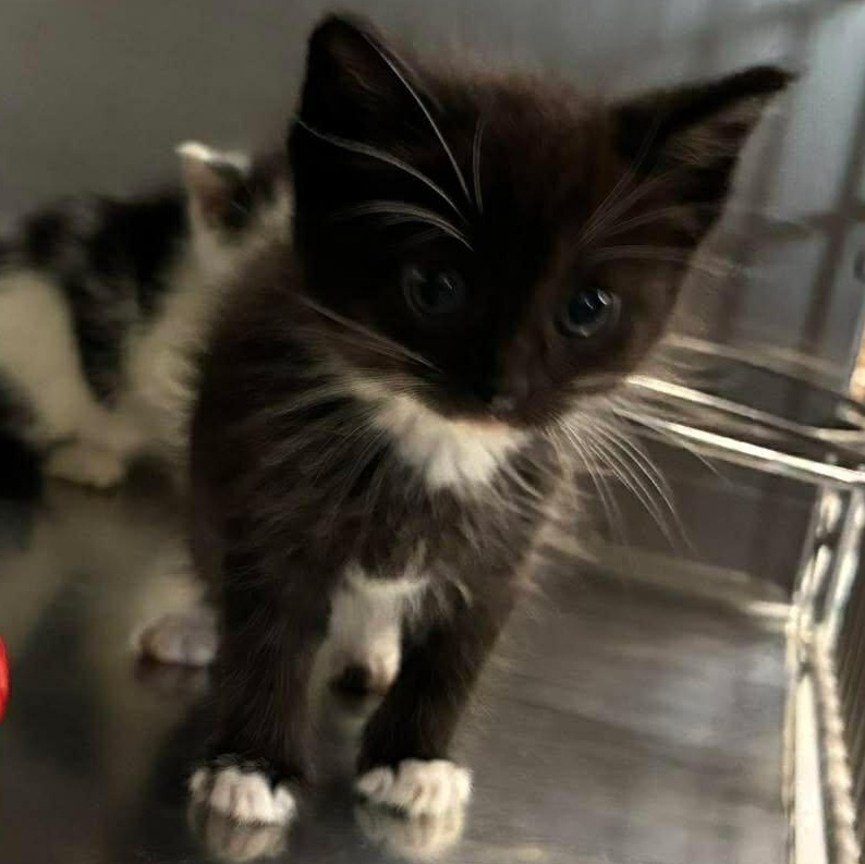 Mittens, a Adoptable mixed breed in Petersburg, IL image 6/6