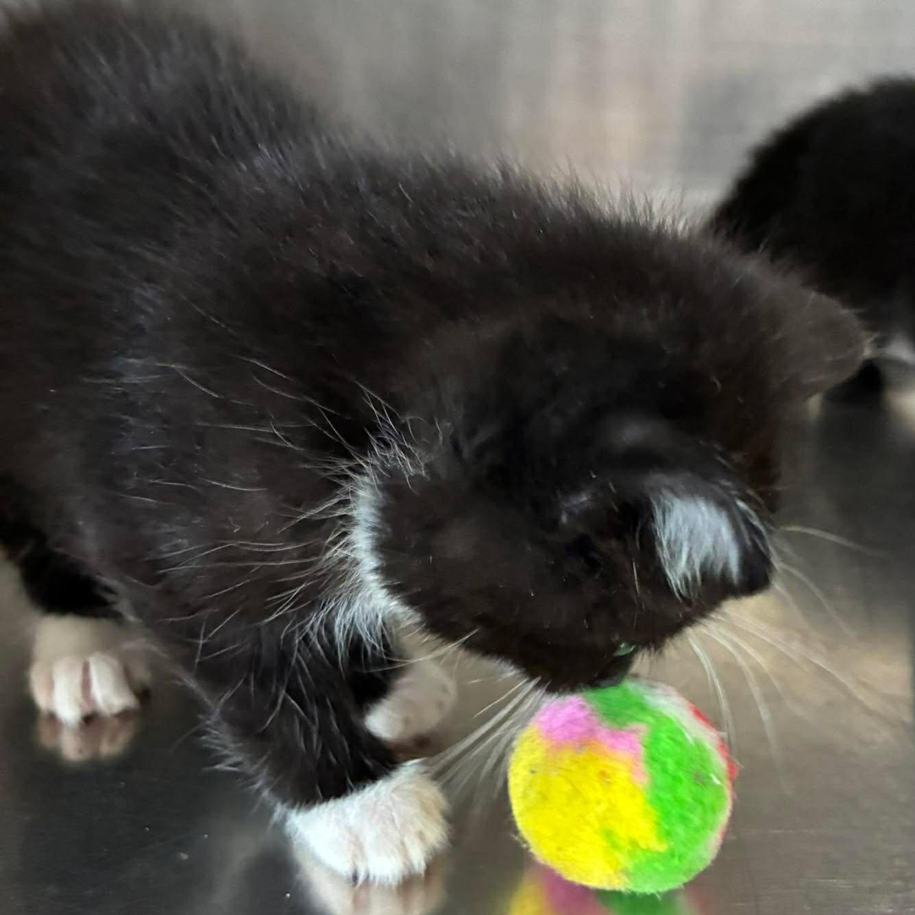 Mittens, a Adoptable mixed breed in Petersburg, IL image 5/6