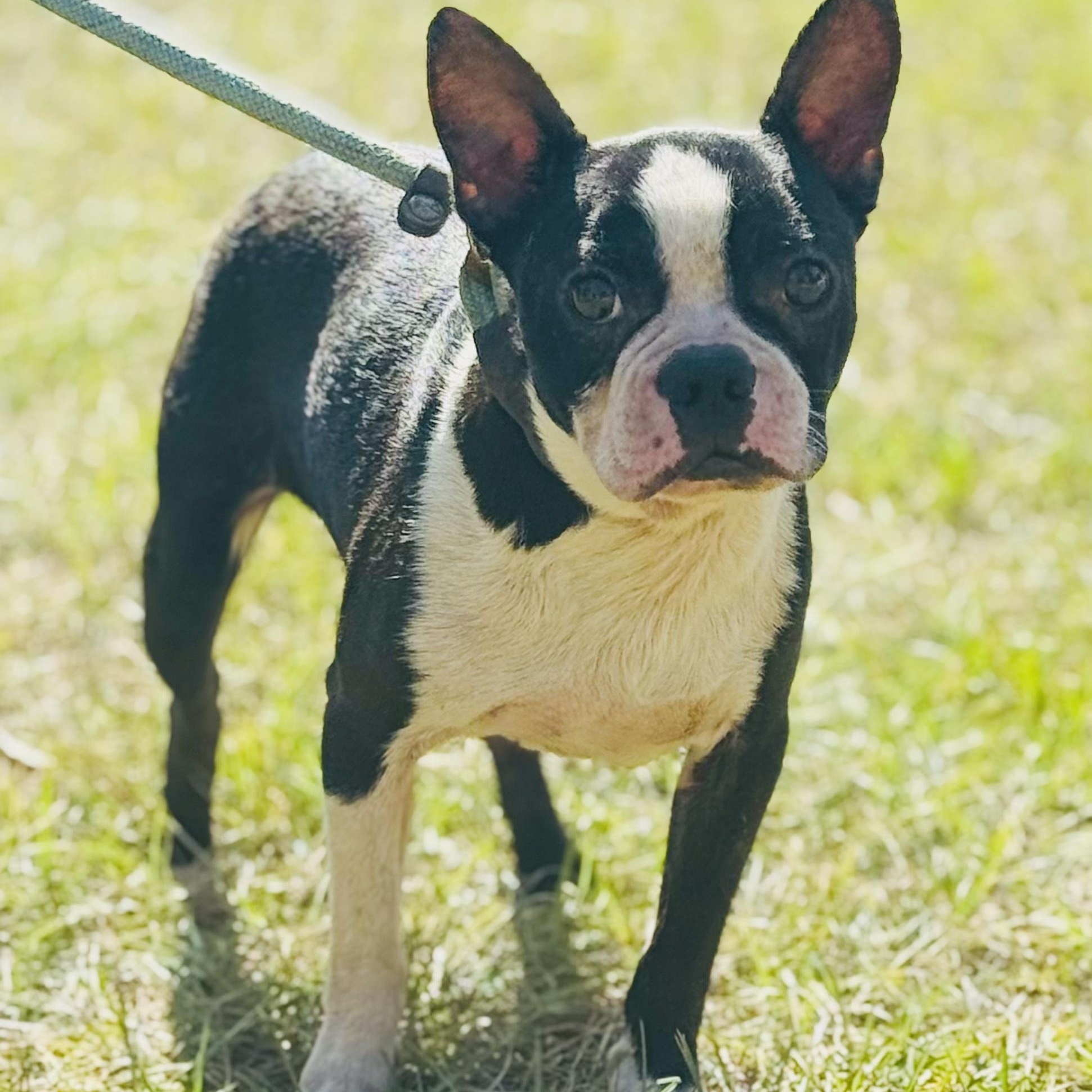 Enlarge Winston, a Adoptable Boston Terrier in Oak Bluffs, MA image 1/1