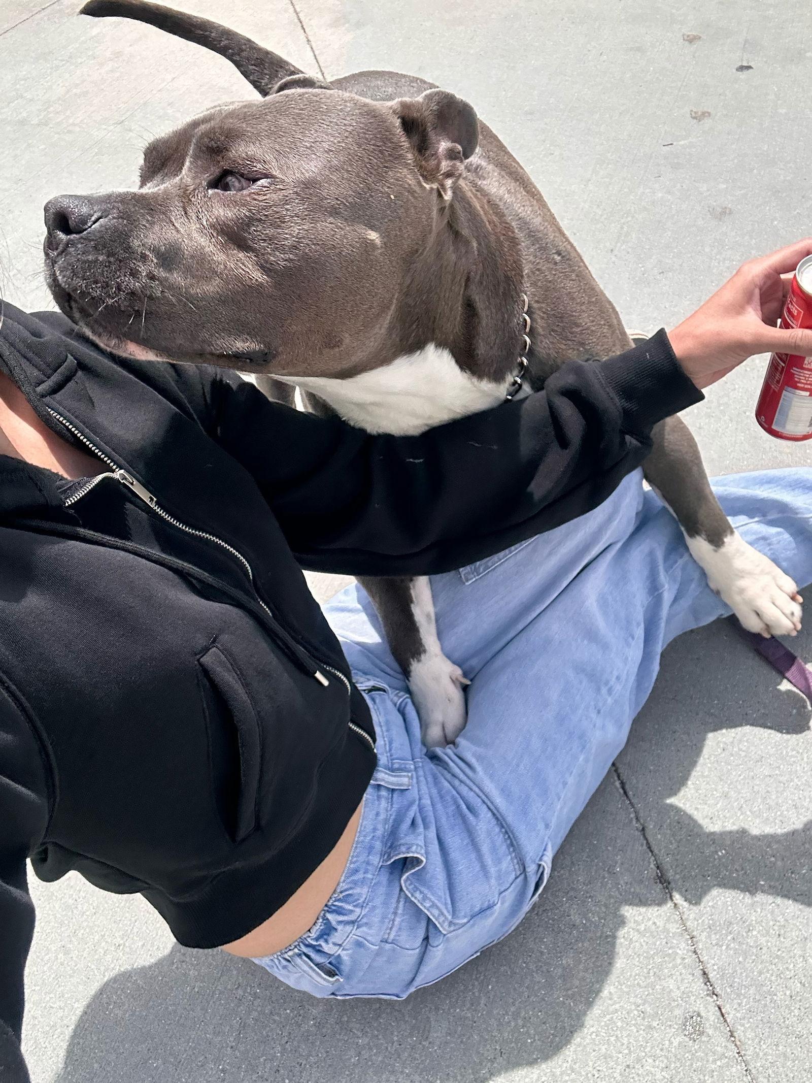 Bud, a Adopted Staffordshire Bull Terrier in Fullerton, CA image 1/3