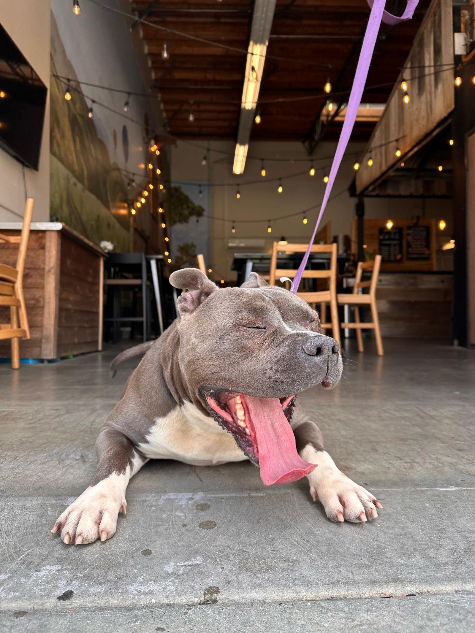 Bud, a Adopted Staffordshire Bull Terrier in Fullerton, CA image 2/3