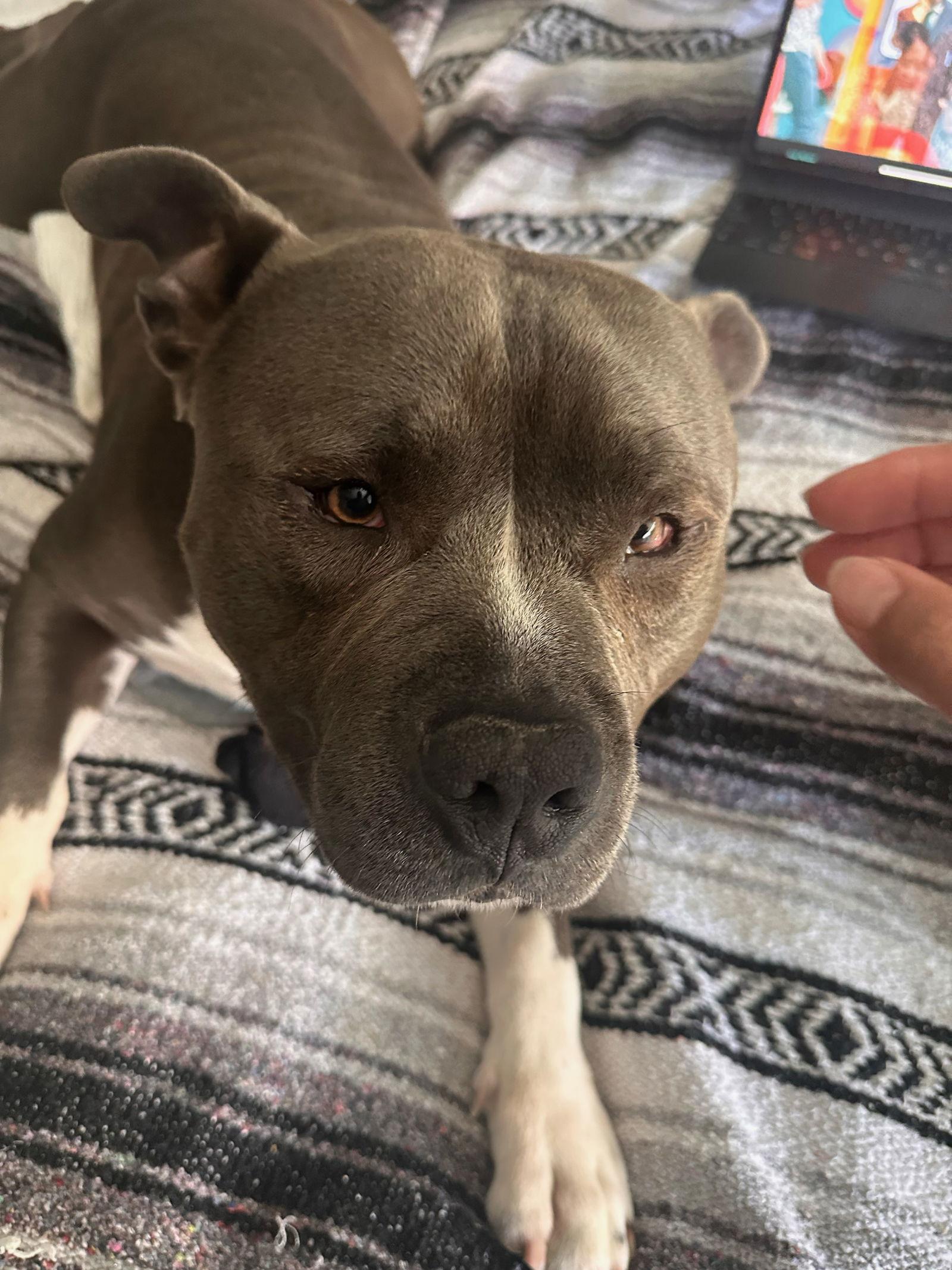 Bud, a Adopted Staffordshire Bull Terrier in Fullerton, CA image 3/3