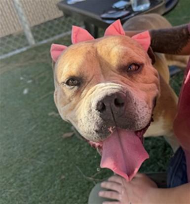 KASHMERE, Adoptable, Adult Female Pit Bull Terrier & Mixed Breed.