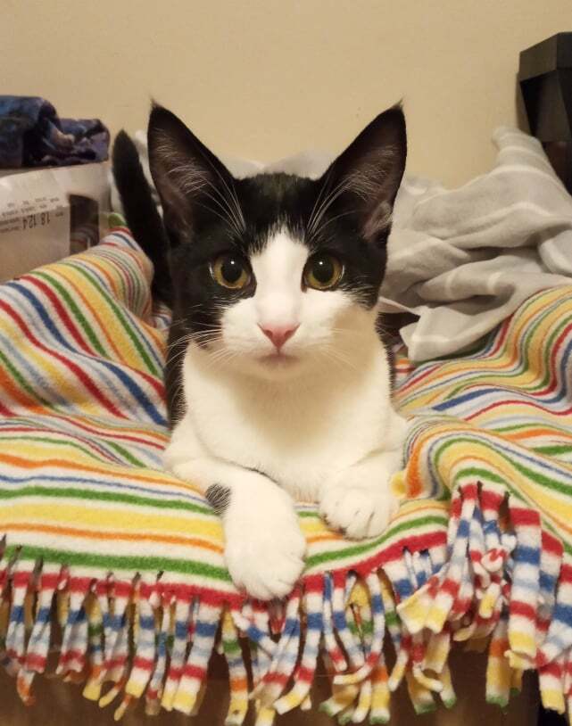 Toothless (& Family), a Adoptable Domestic Short Hair in Saanichton, BC image 3/4