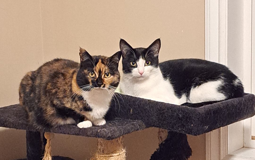 Toothless (& Family), a Adoptable Domestic Short Hair in Saanichton, BC image 4/4