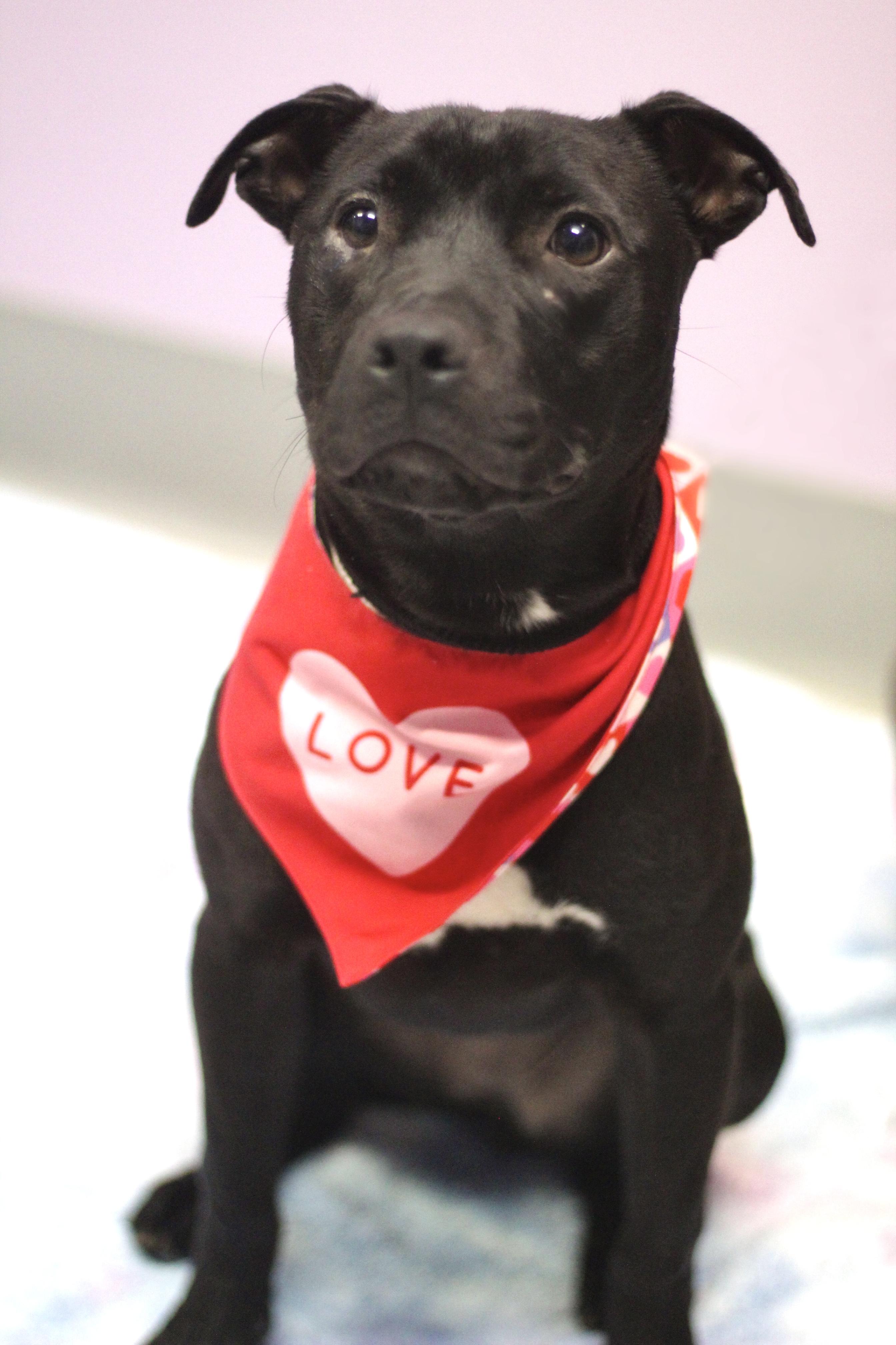 Lakshmi Ragamuffin in NH. Come Meet our Adoptable Dogs Wednesday-Saturday. More info in Bio, ADOPTABLE, Puppy Female Black Labrador Retriever.
