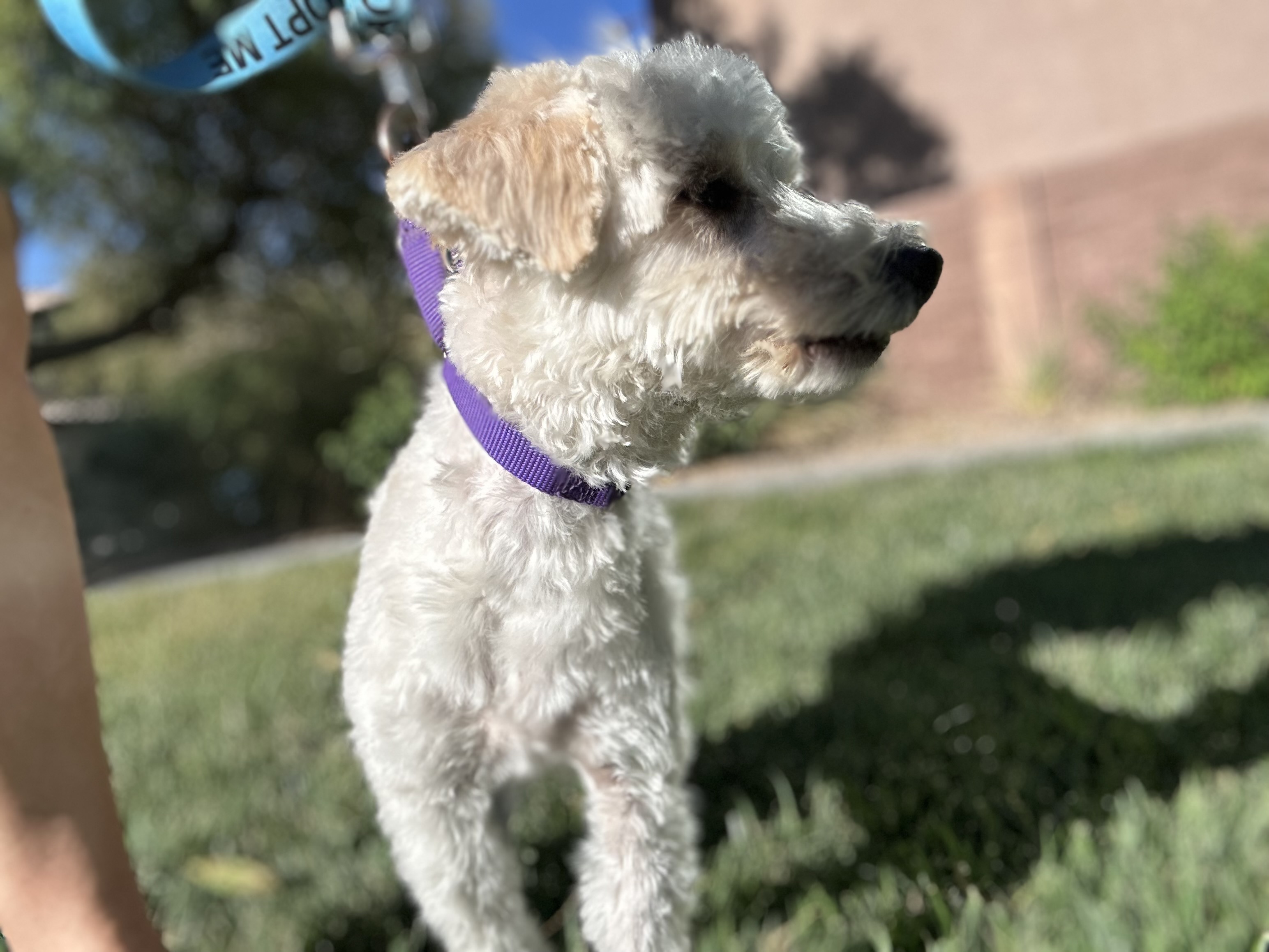 Enlarge Comet, a Adoptable Bichon Frise in Las Vegas, NV image 1/4
