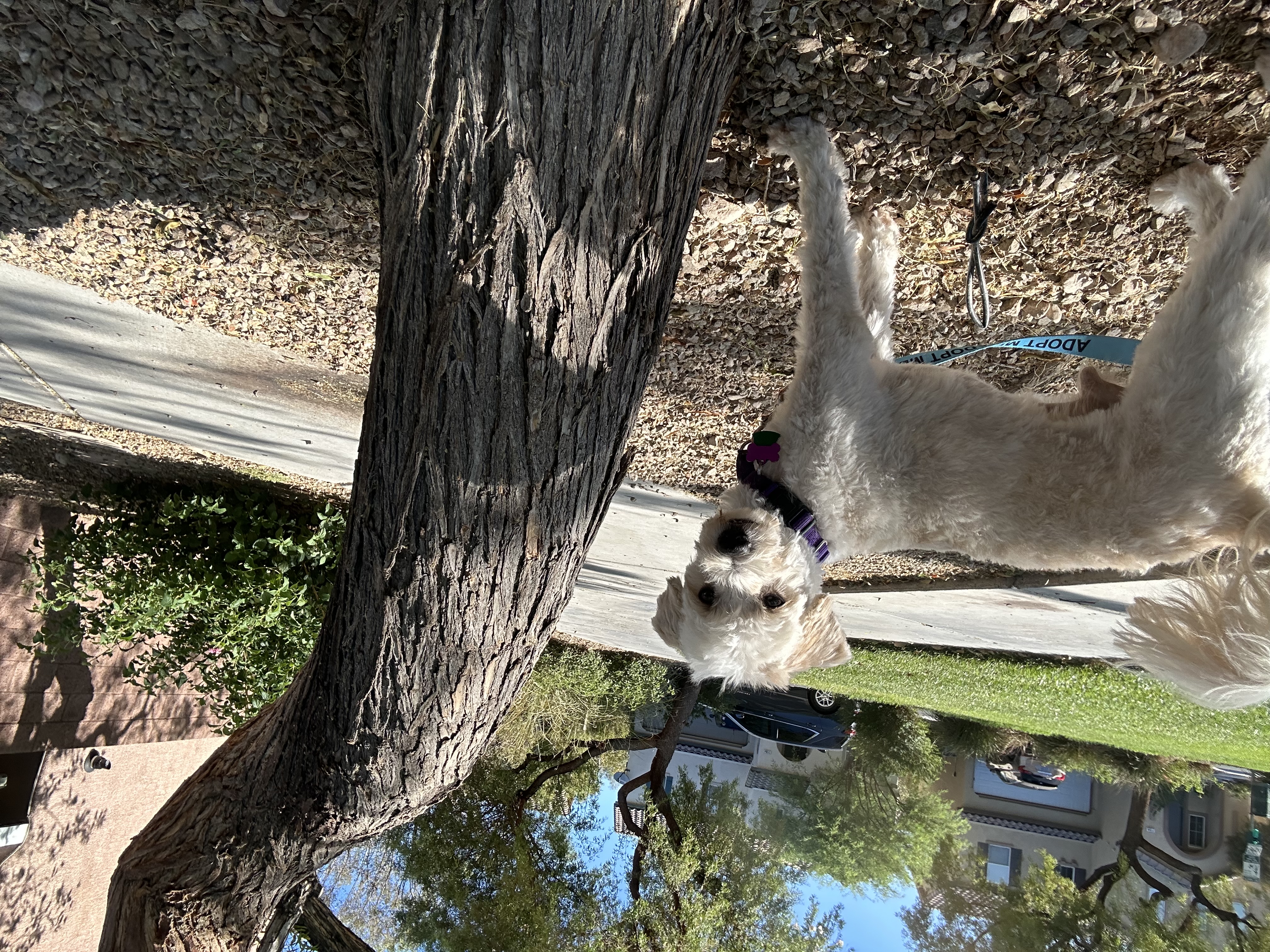 Enlarge Comet, a Adoptable Bichon Frise in Las Vegas, NV image 2/4