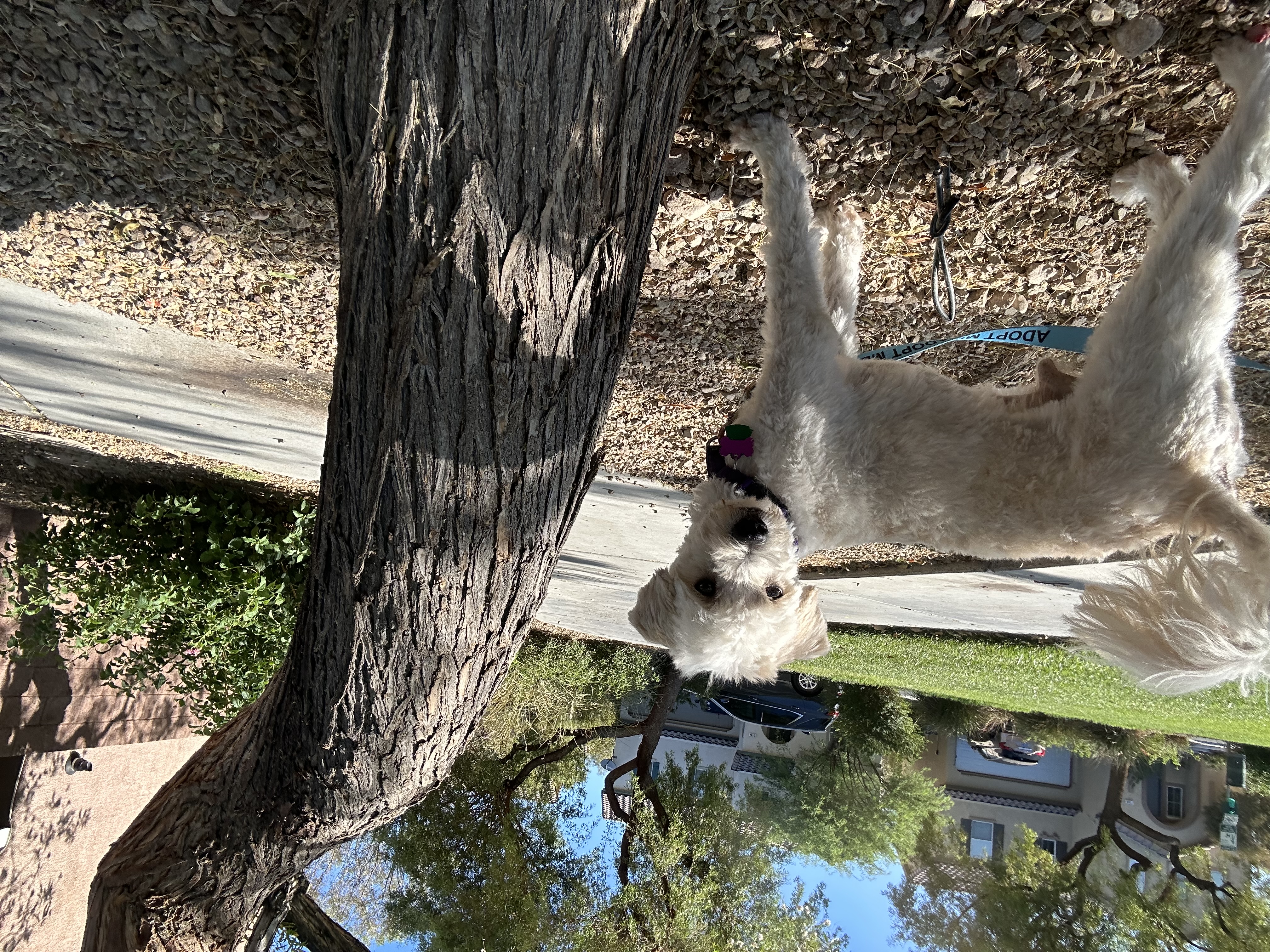 Enlarge Comet, a Adoptable Bichon Frise in Las Vegas, NV image 3/4