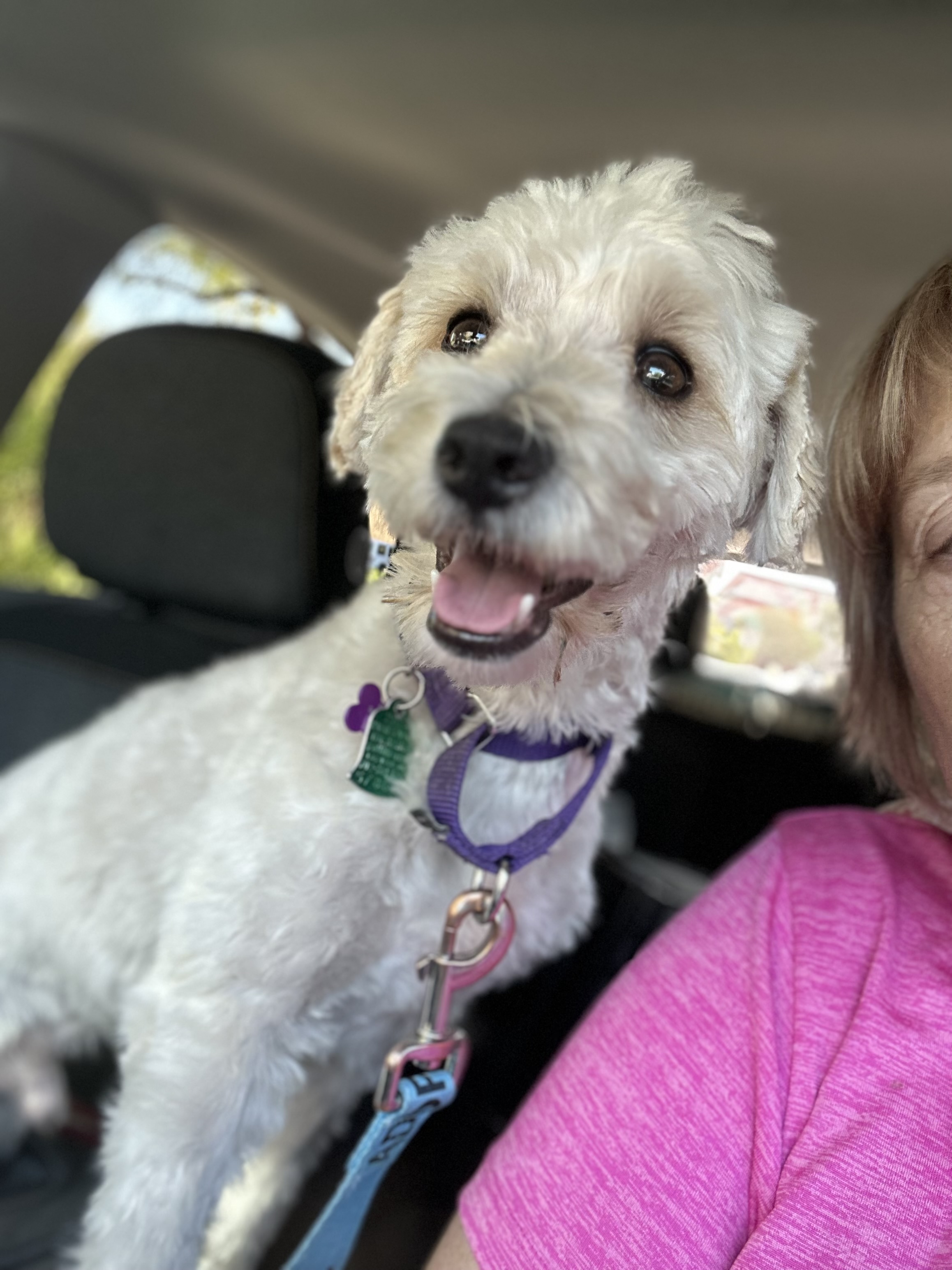 Enlarge Comet, a Adoptable Bichon Frise in Las Vegas, NV image 4/4