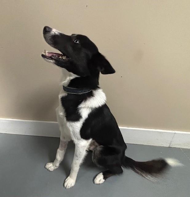 Heath Marshall, Young Male Husky