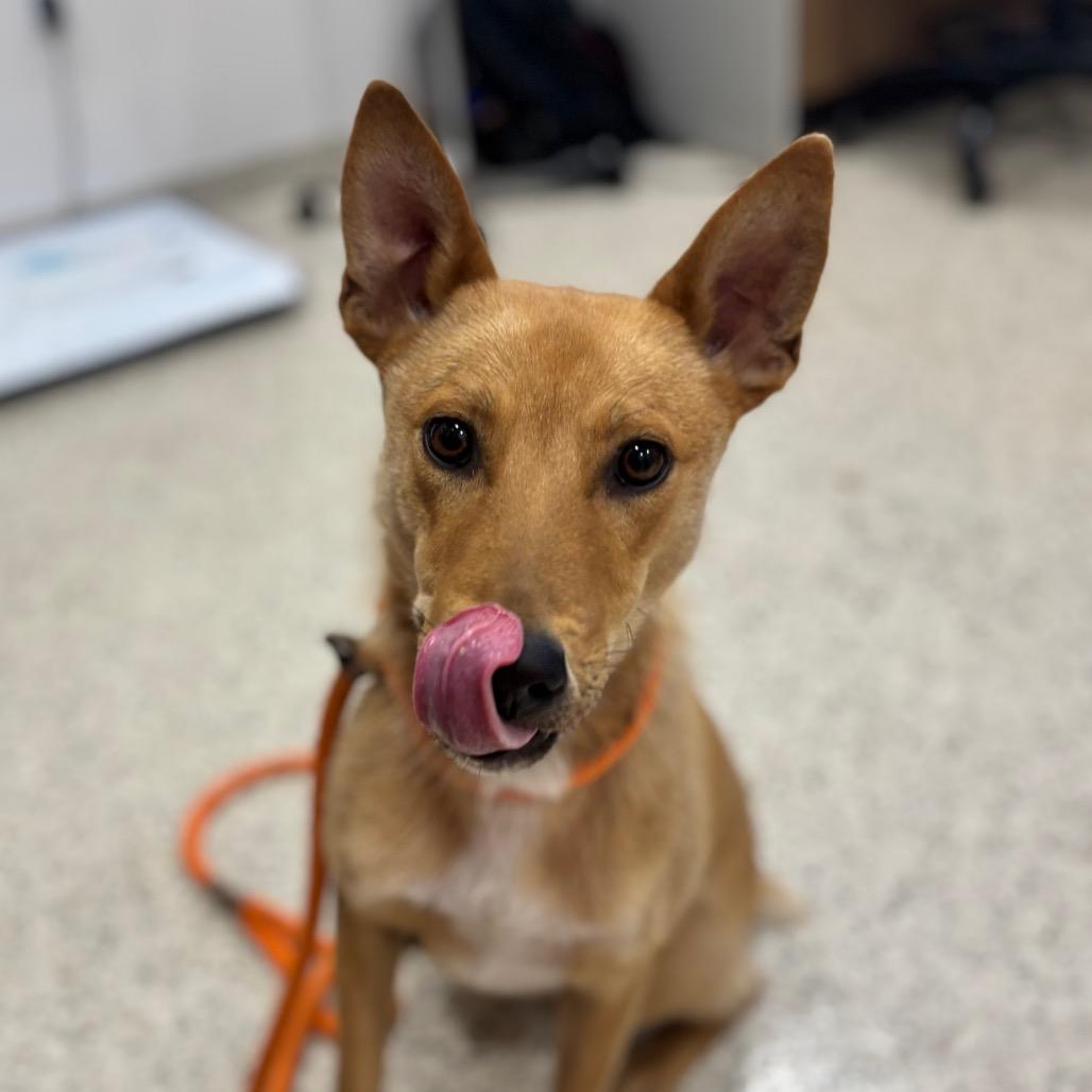 Enlarge Cannellini, a Adoptable mixed breed in Nashville, IN image 1/2