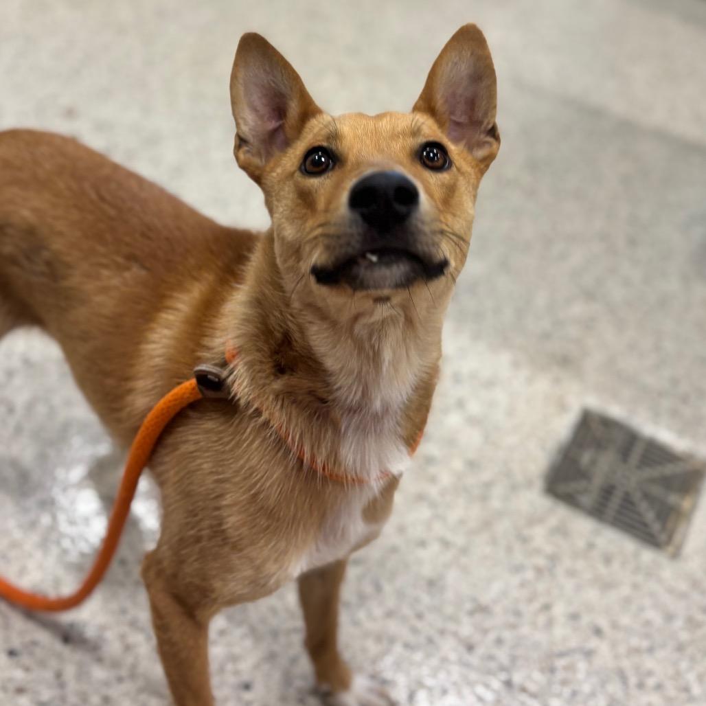 Enlarge Cannellini, a Adoptable mixed breed in Nashville, IN image 2/2