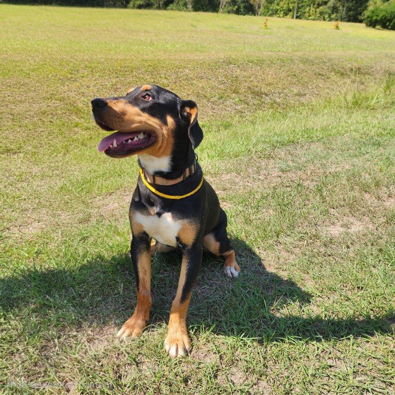 Patti, Adoptable, Young Female Rottweiler & Hound.