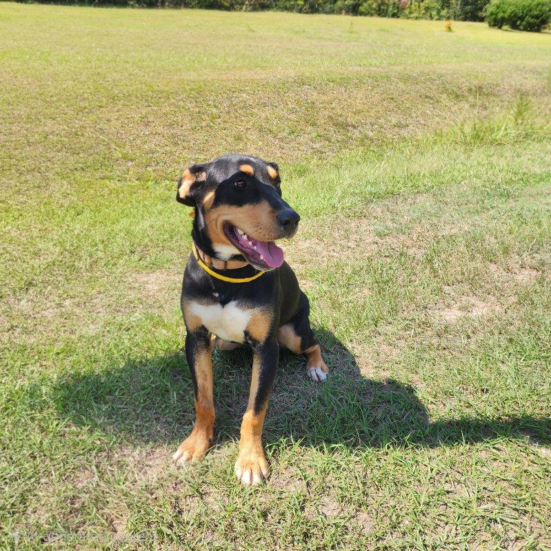 Enlarge Patti, a Adoptable mixed breed in Manhasset, NY image 2/5