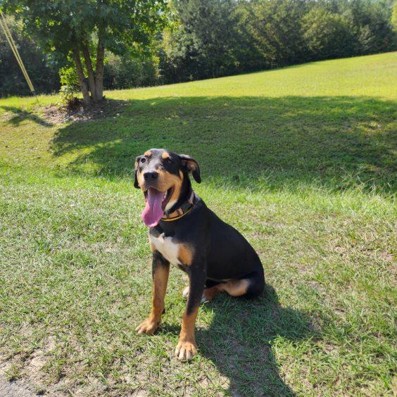 Enlarge Patti, a Adoptable mixed breed in Manhasset, NY image 3/5