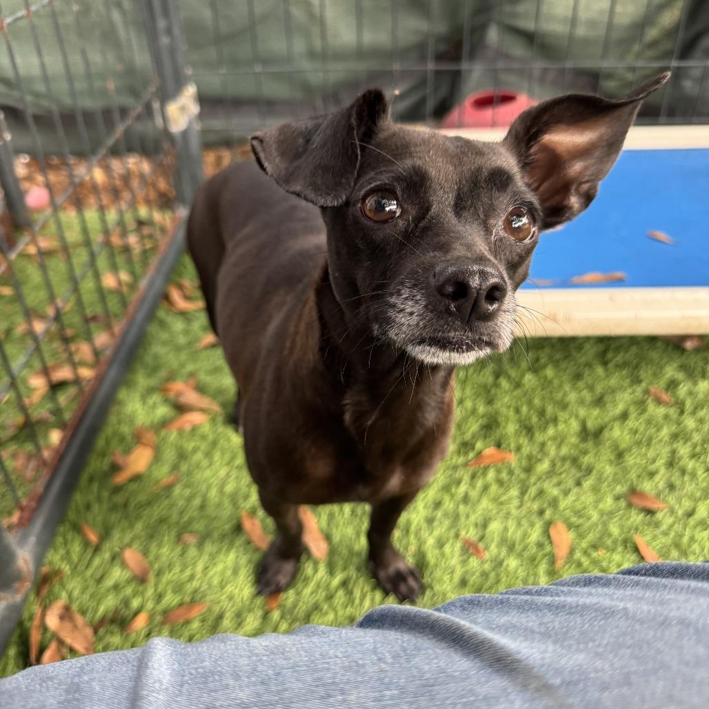 Enlarge Poinsettia, a Adoptable Chihuahua in North Port, FL image 1/6
