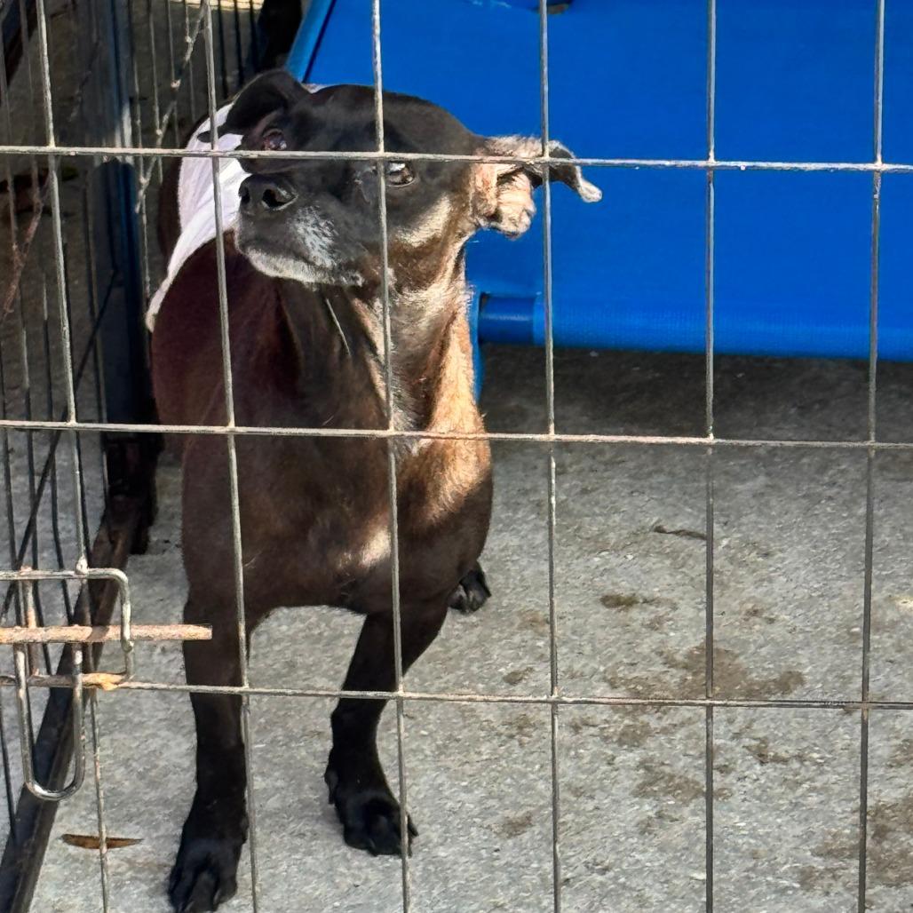 Enlarge Poinsettia, a Adoptable Chihuahua in North Port, FL image 2/6