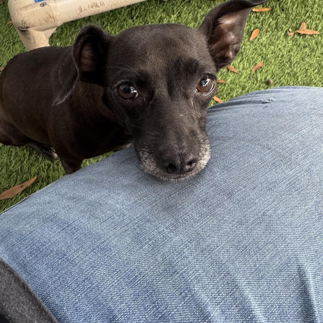 Enlarge Poinsettia, a Adoptable Chihuahua in North Port, FL image 3/6