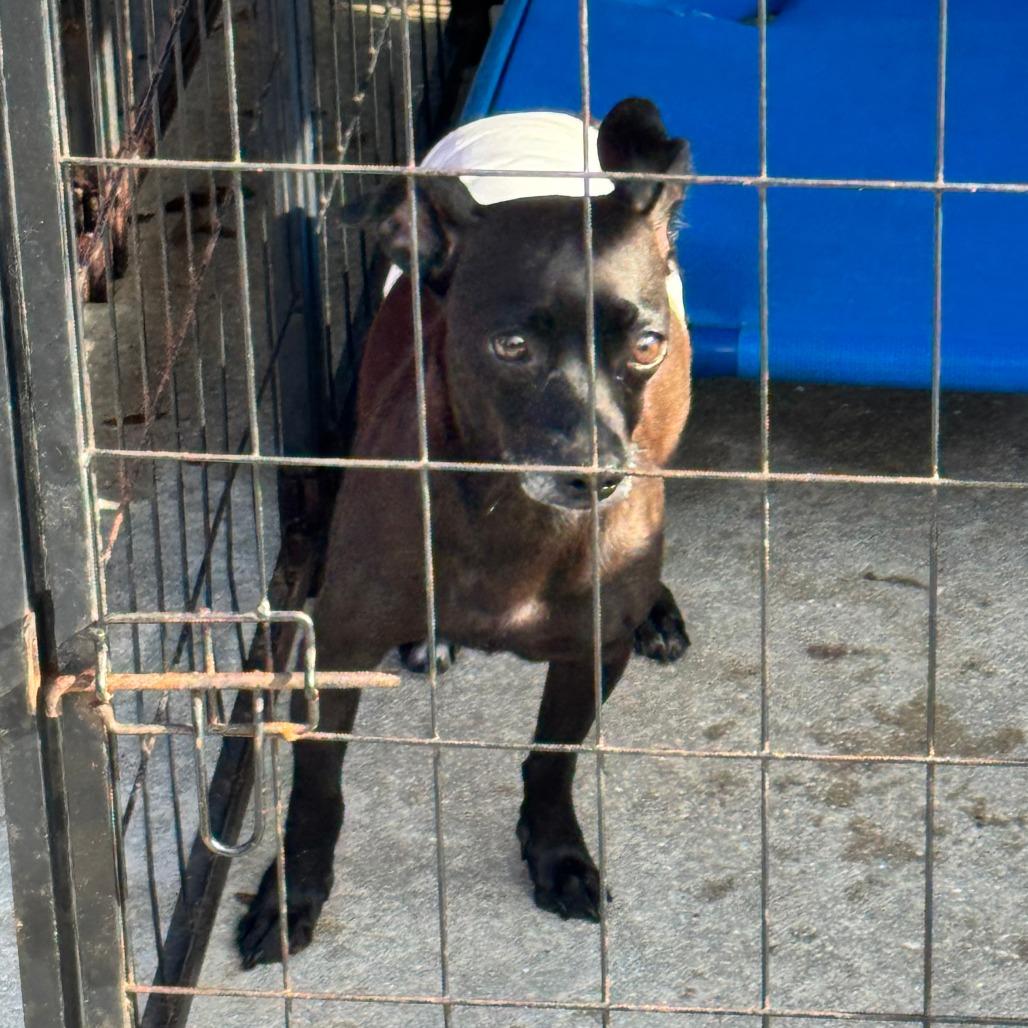 Enlarge Poinsettia, a Adoptable Chihuahua in North Port, FL image 5/6