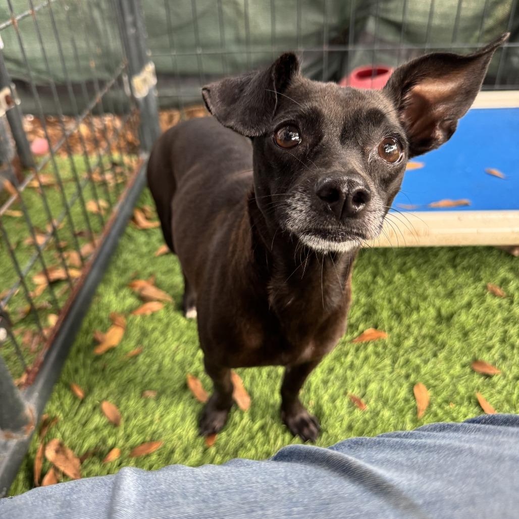 Enlarge Poinsettia, a Adoptable Chihuahua in North Port, FL image 6/6