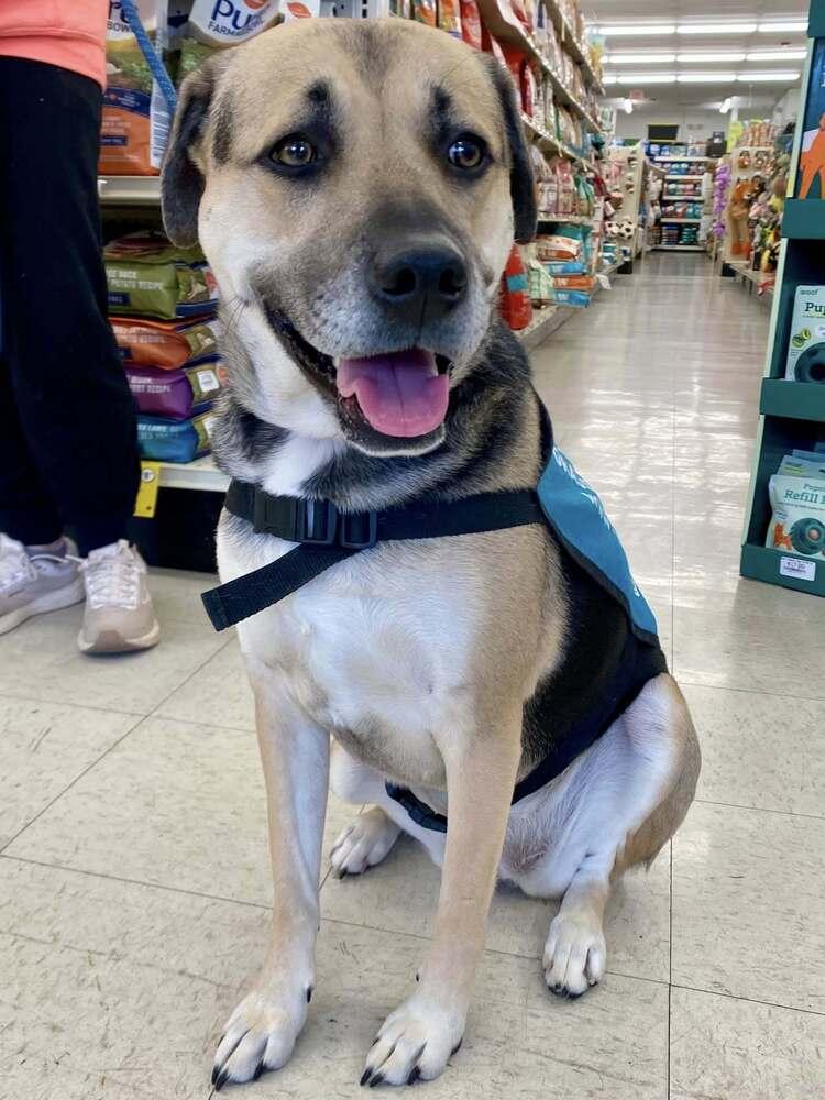 Stevie Nicole, Adoptable, Adult Female Mixed Breed.